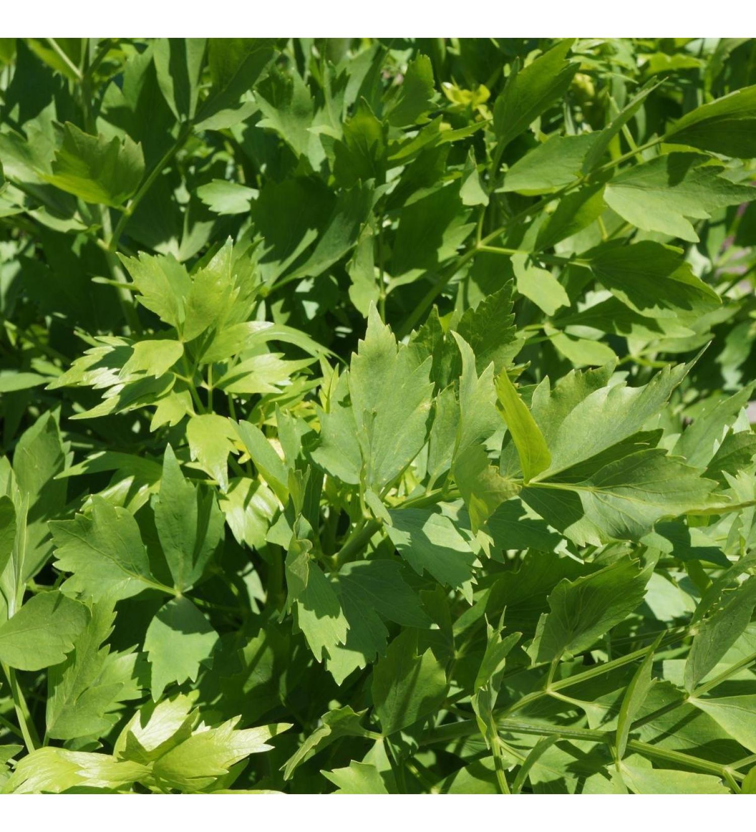 1555mg Levistica Semi 100 Count Aphrodesiac Herb Semi -Root Edible Leaves