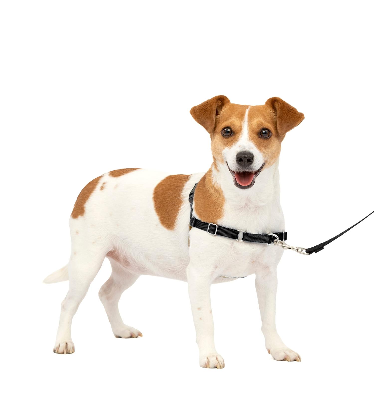 PetSafe Easy Walk Harness - Anti-Pull Dog Harness for Small Dogs Reduces Choking & Coughing Includes 1.8M Leash - Black - Buy Online on GoSupps.com