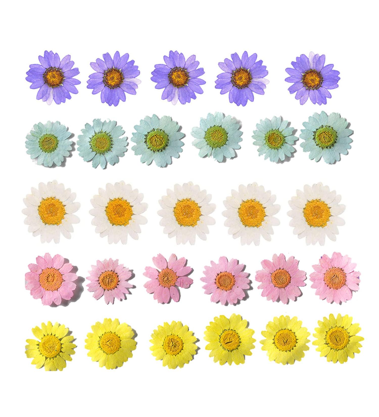 50pcs Natural Dried Daisy Flowers - Vacuum Packed for Decoration & Jewelry Making (5 Colors) - Buy Online on GoSupps.com