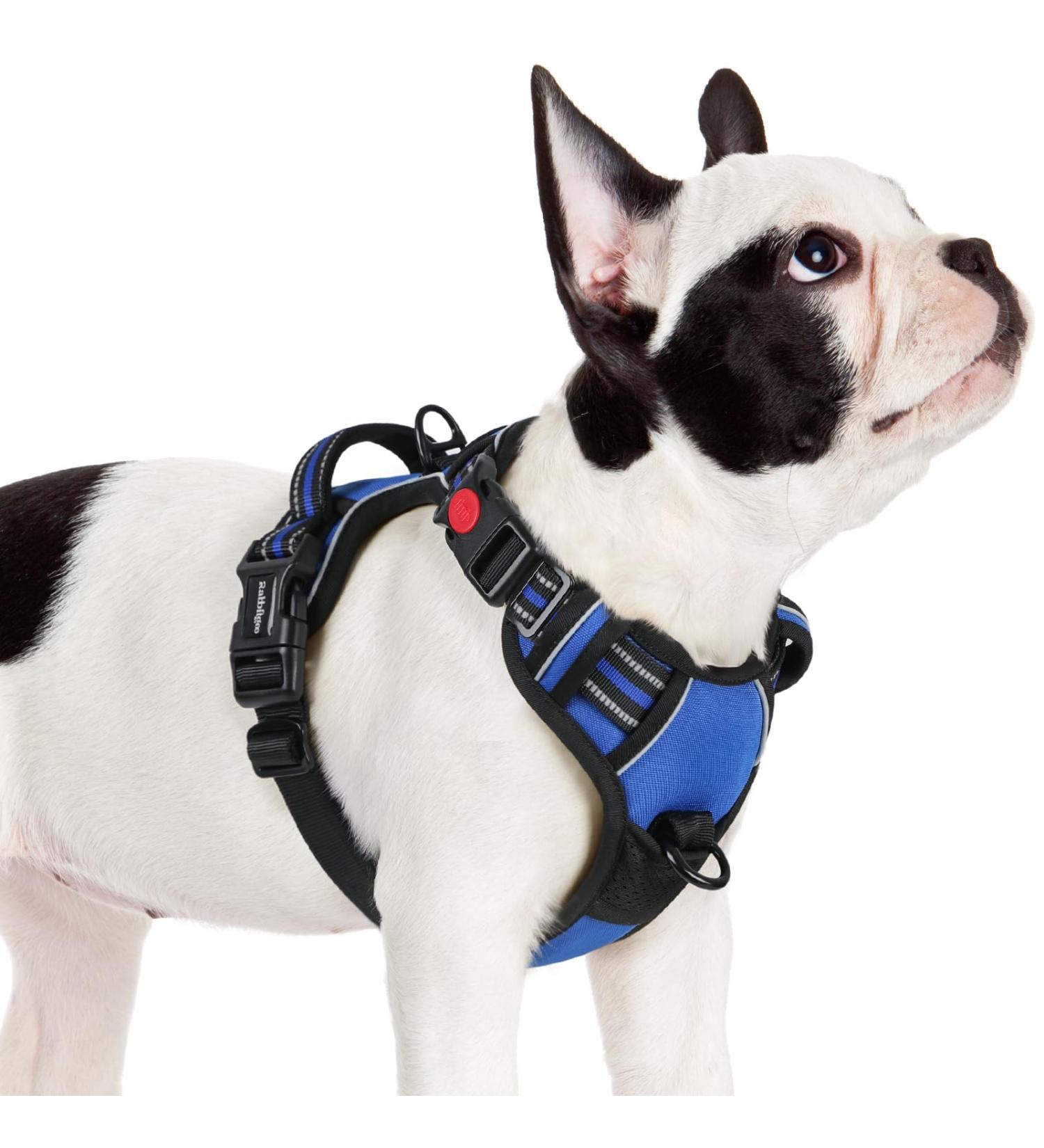 Rabbitgoo Dog Harness for Small Dogs - Adjustable Anti-Pull No Choke Soft Padded Reflective Chest Harness - Blue (1 Pack) - Buy Online on GoSupps.com