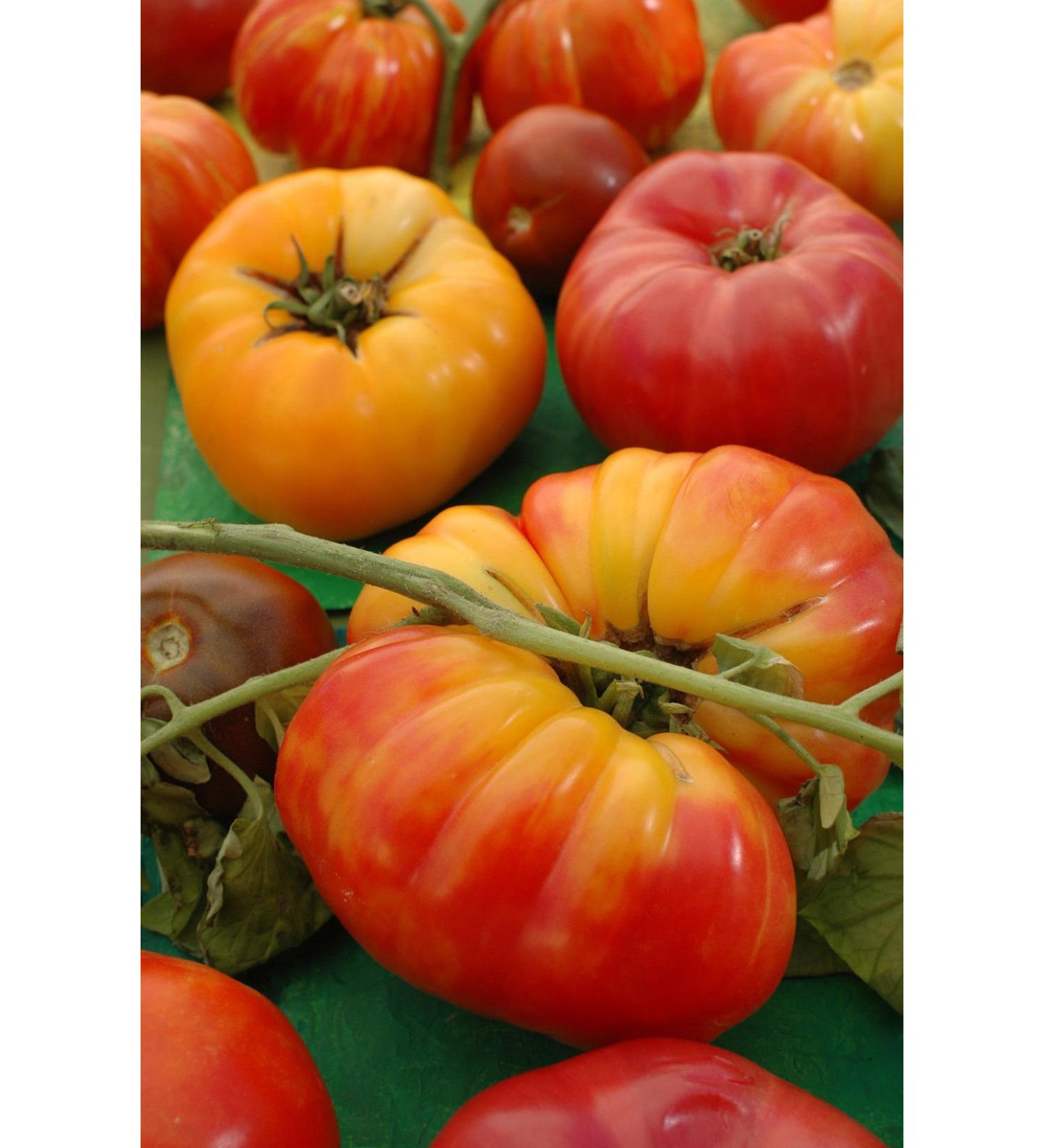 15 Seeds ORGANIC Pineapple Tomato Seeds ~ Yellow Streak Heirloom Beefsteak