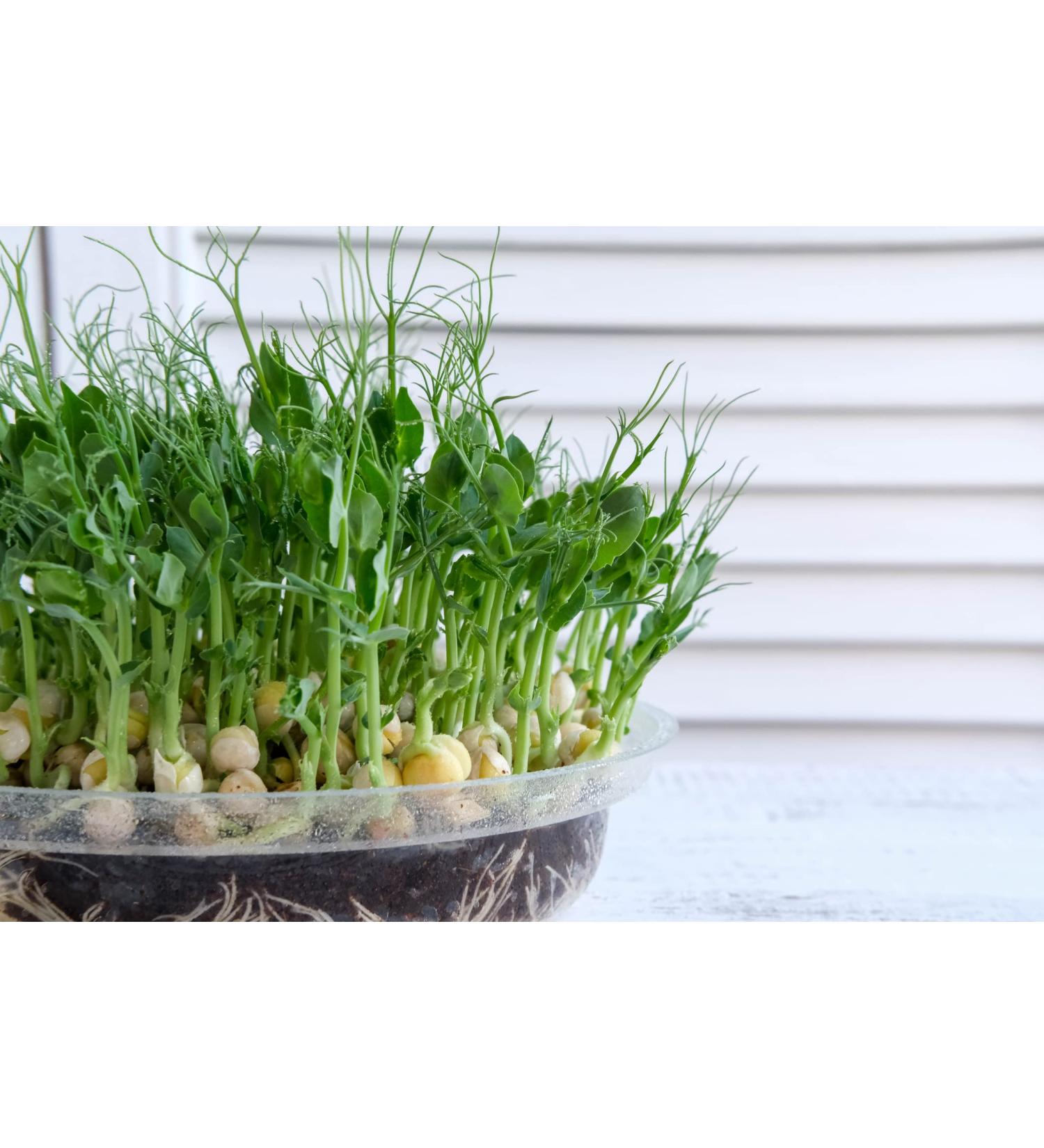 500 g pea sprouts organic sprouting seeds for sprouts microgreens sprouts vegan raw food