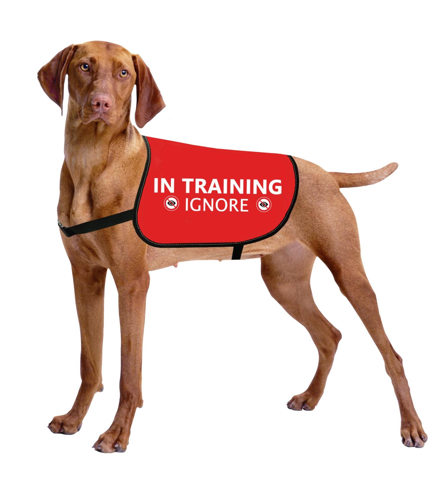 Buy HOLLP Training Dog Jacket Vest - Medium Safety Vest for Dog Walking & Training - Comfortable & Durable - Buy Online on GoSupps.com