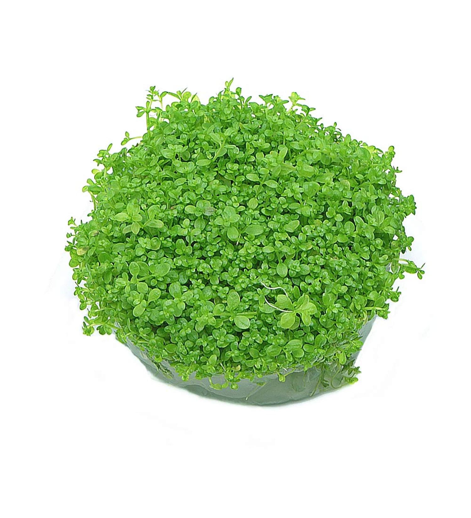 k2aqua Hemianthus Callitrichoides Cuba Hc in Vitro Live Aquarium Plants Carpet Tropical invitro