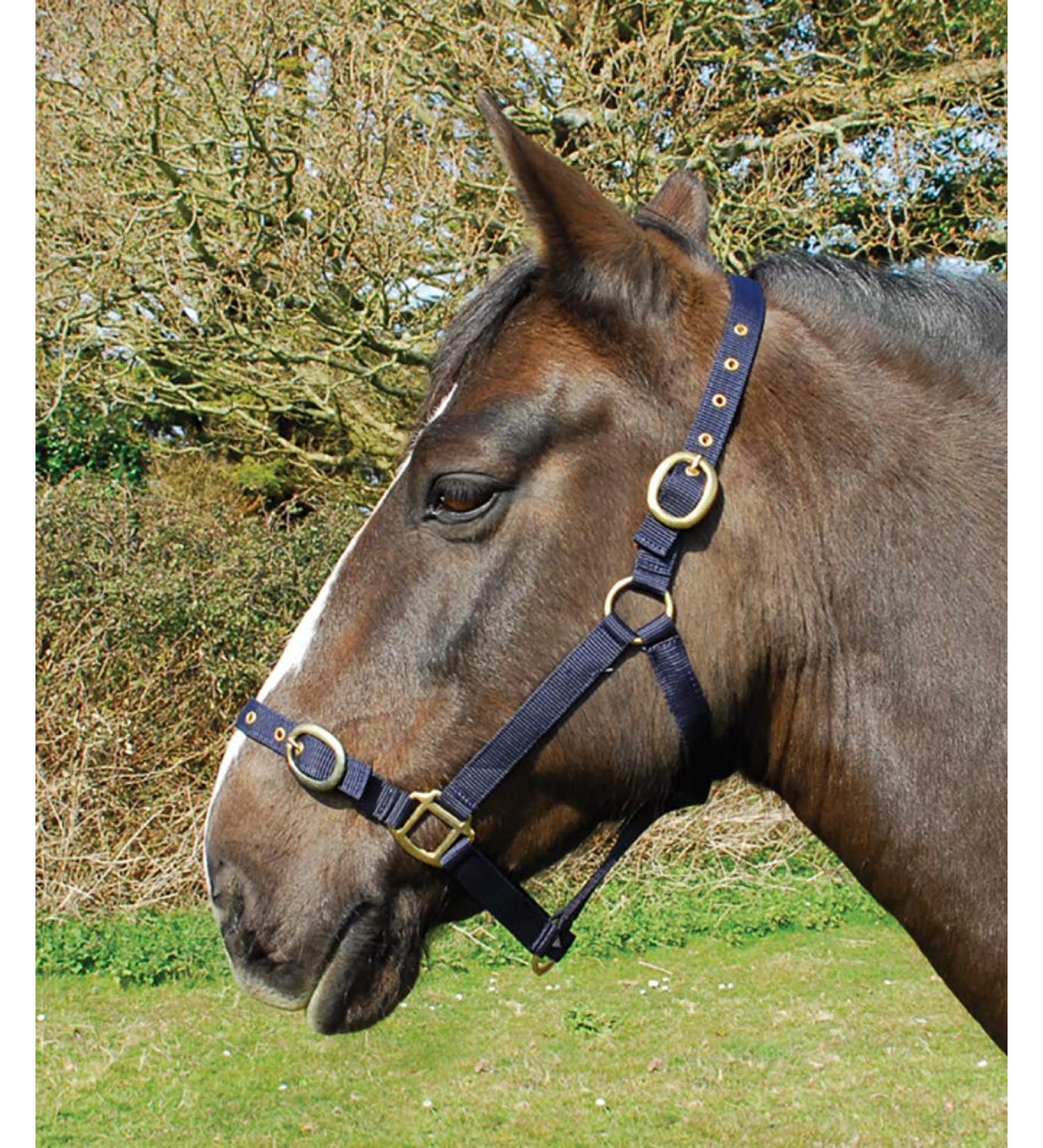 Rhinegold Shetland Nylon Head Collar Navy Shetland Navy