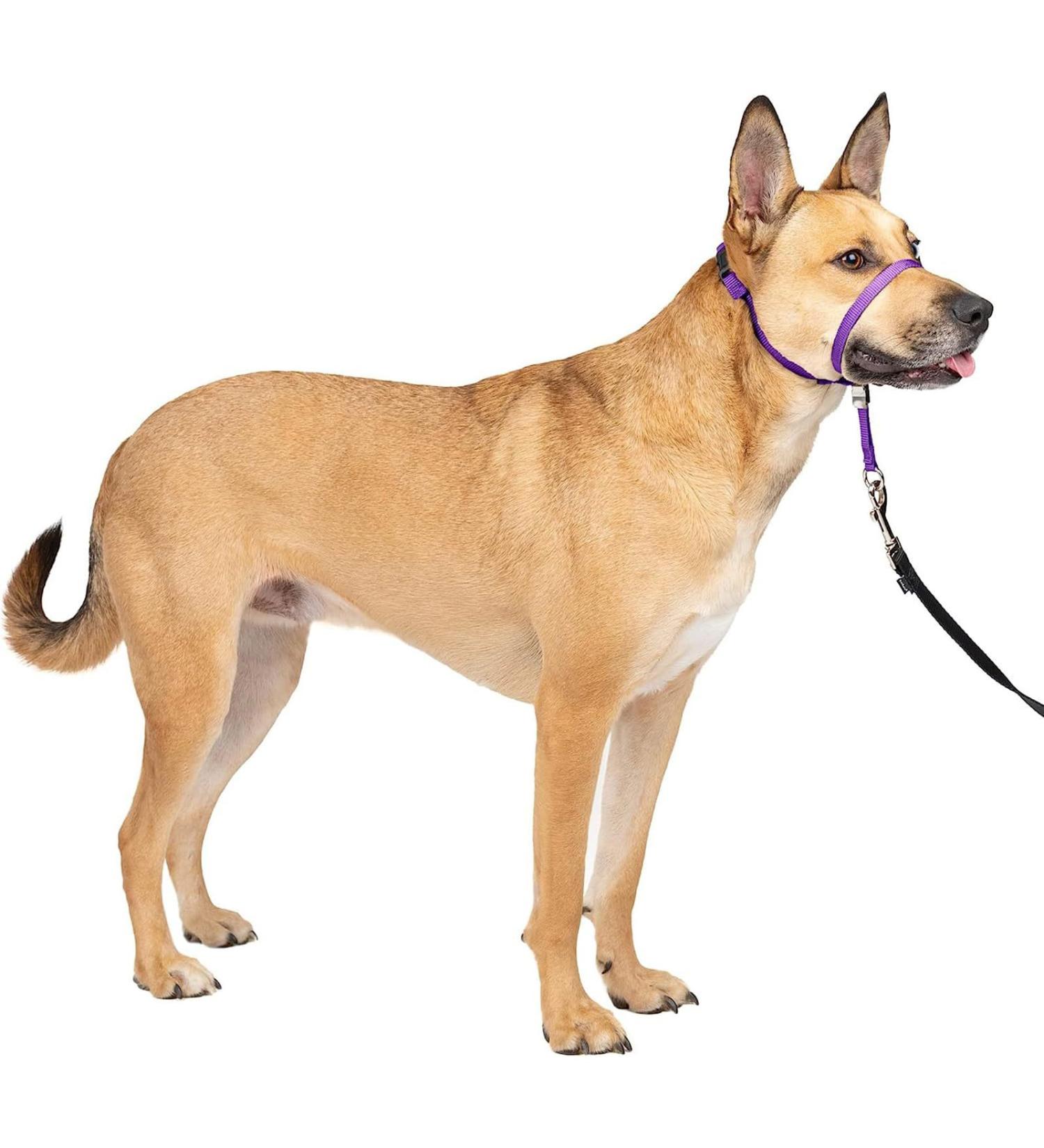 Dog Head Collar No Pull Training Tool for Dogs on Walks Gentle Training Collar Stops Heavy Pulling On The Leash for Small Medium Large Dogs Training and Walking (M Purple) M Purple - Buy Online on GoSupps.com