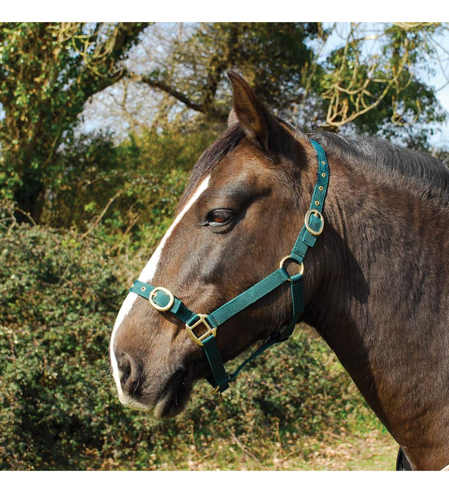 Rhinegold Nylon Headcollar - Full - Green