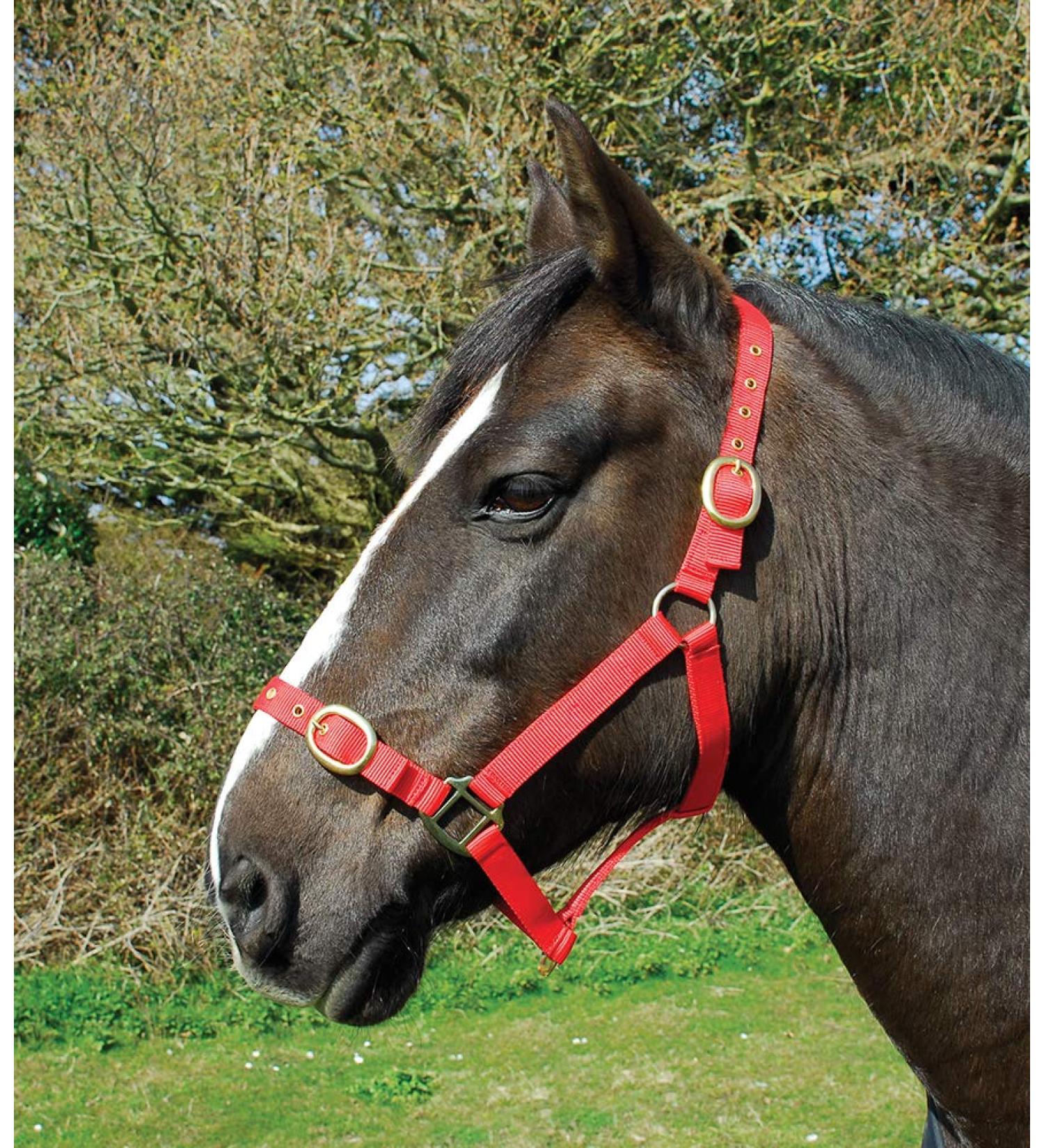 Rhinegold nylon halter coldblood / warmblood extra large red
