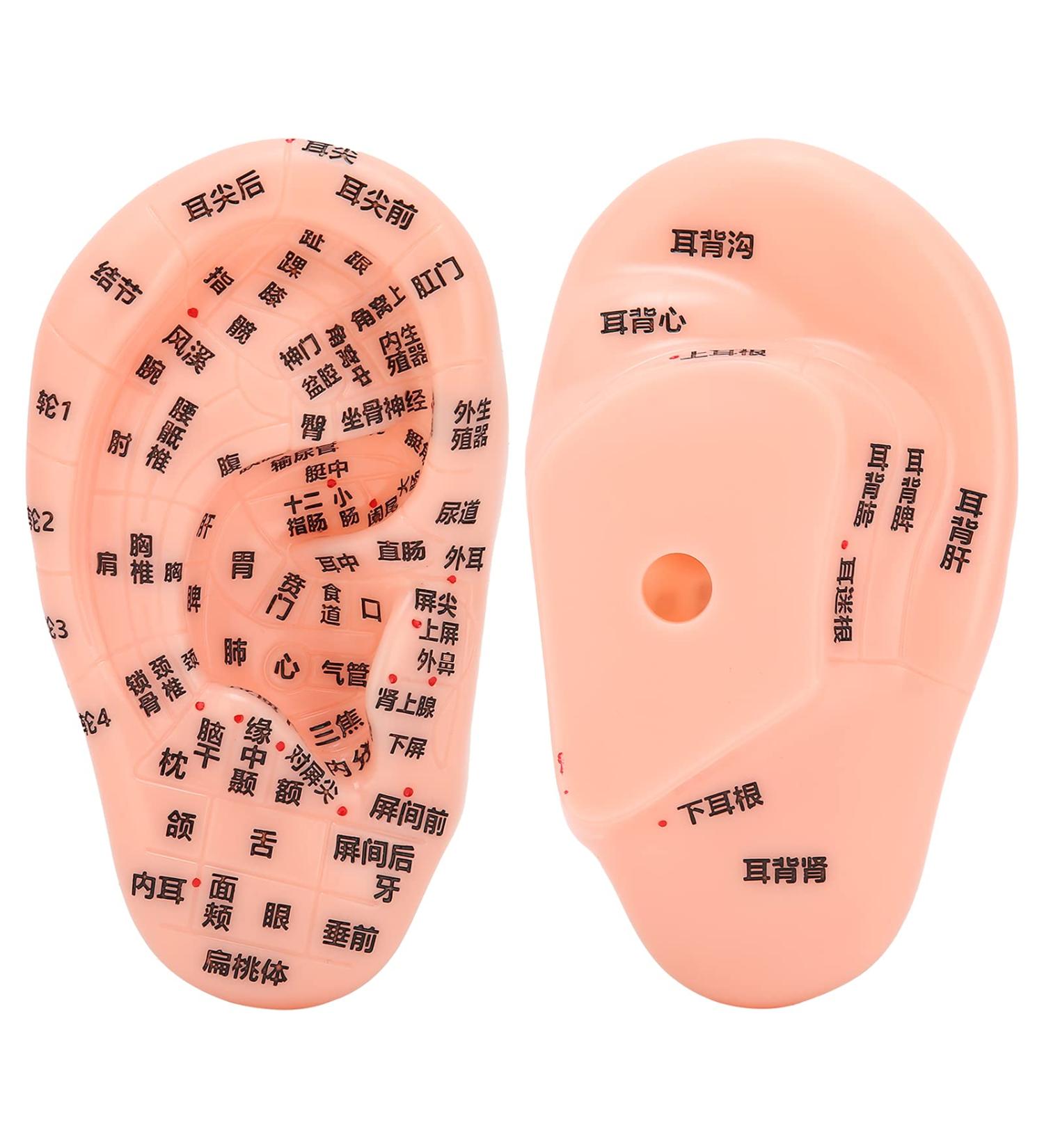 13 cm Ear Acupuncture Model | Ear Zone Pressure Point Learning Tool | International Shipping Available - Buy Online on GoSupps.com