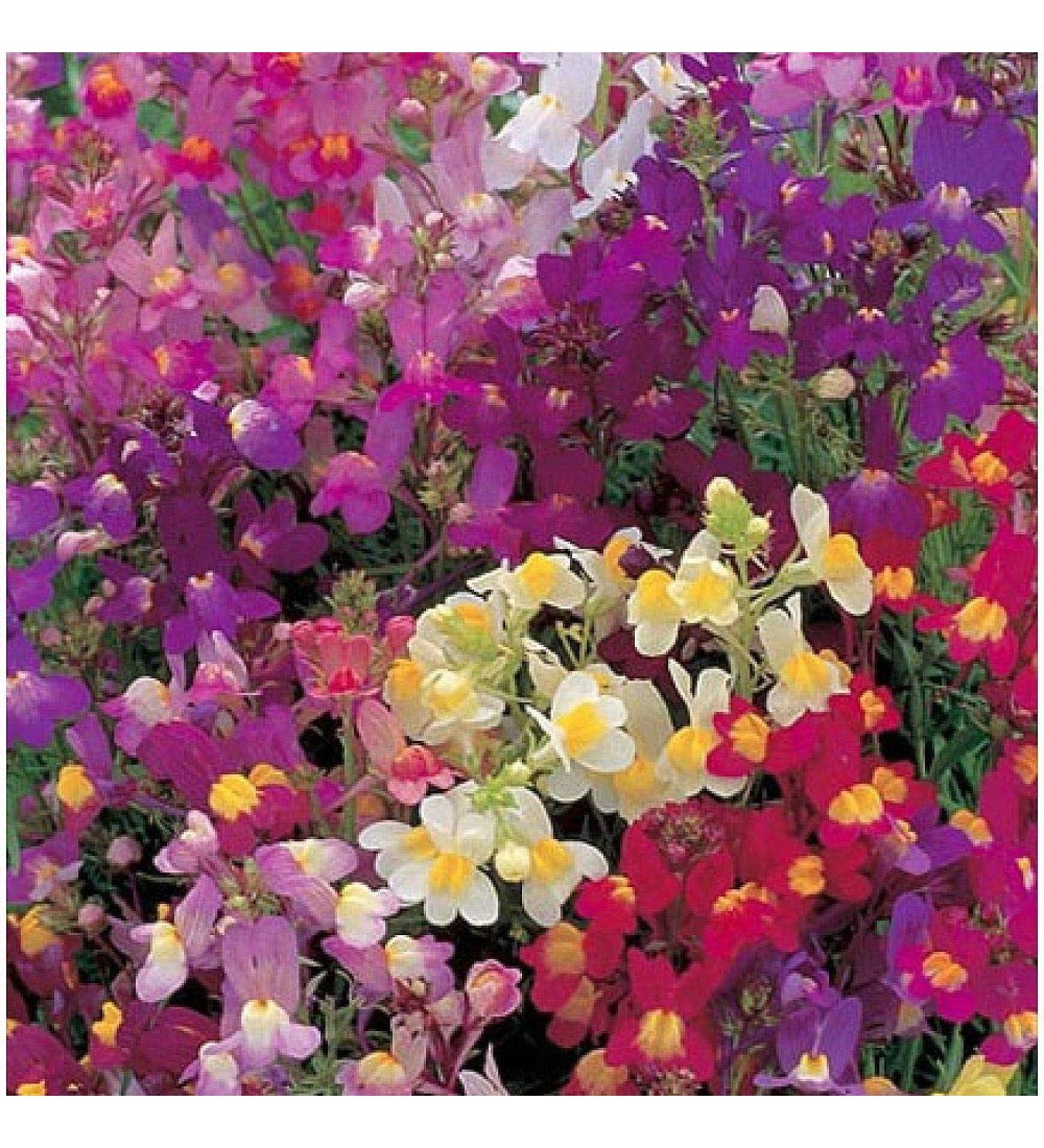 PLAT FIRM Seed Germination 25000 Snapdragon Toadflax Linaria Maroccana 500 Thru 25000 Seeds Select Your Size - Buy Online on GoSupps.com