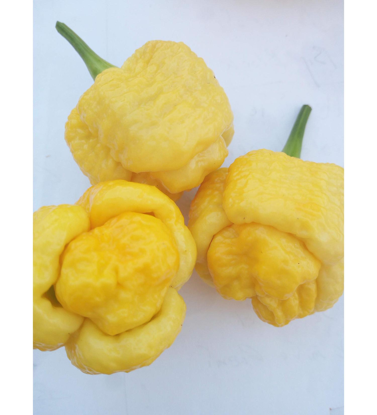 CHilli SEED-TRINIDAD SCORPION YELLOW+CHOCOLATE+MUSTARD - Buy Online on GoSupps.com