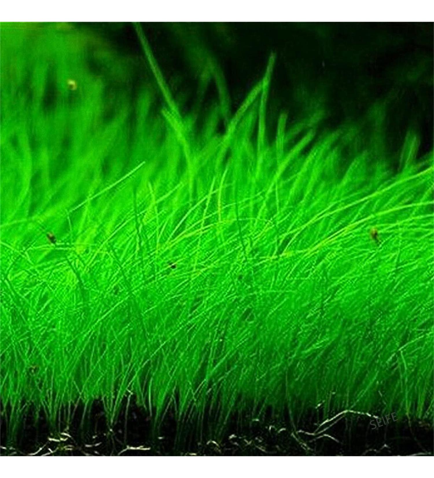 Aquarium Grass Plants Seeds Mini Hairy Grass Seeds 10G Fish Tank Aquarium Plant Aquatic Water Grass Plant Seeds Easy Grow