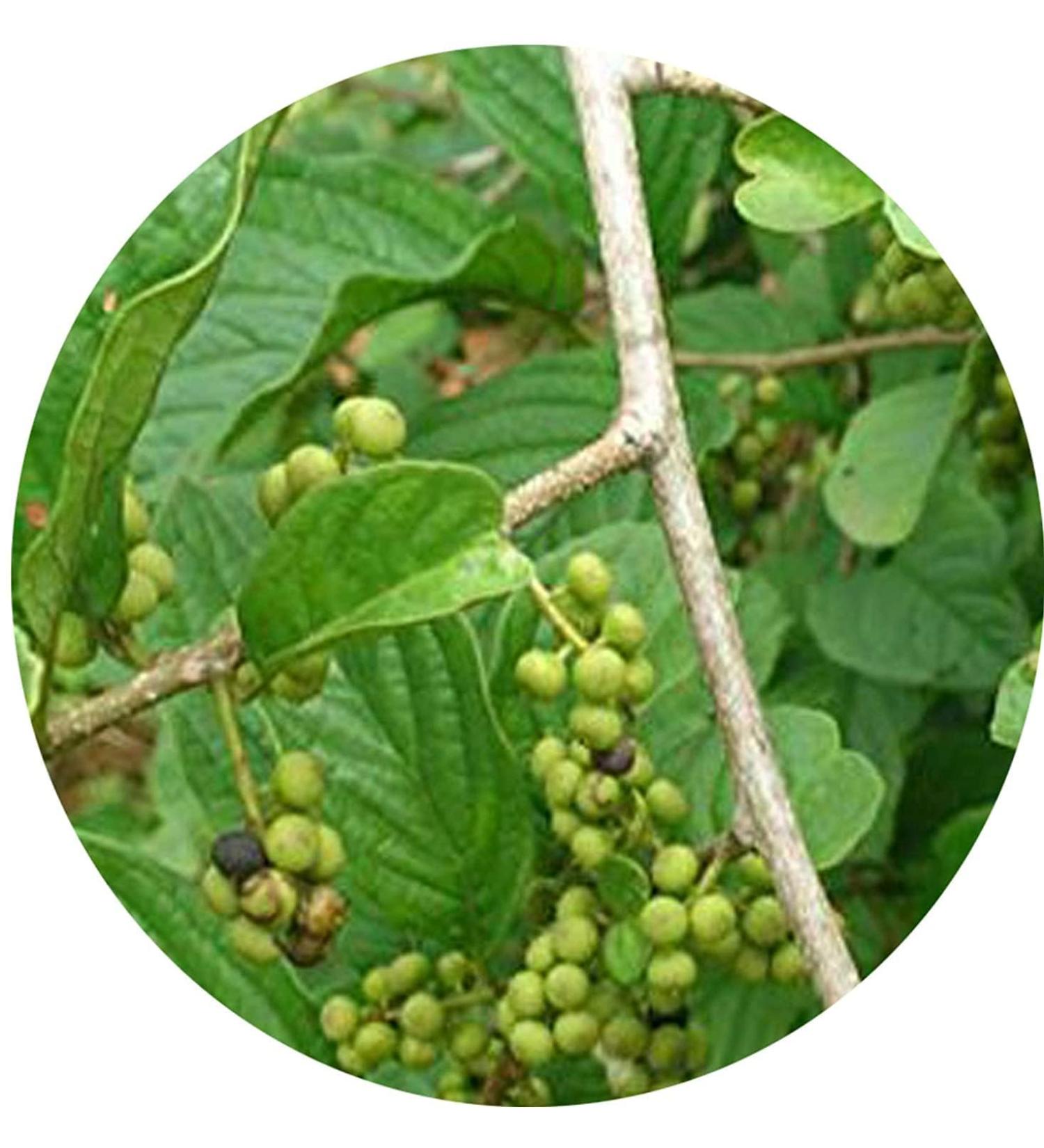 READ QURA Vai VilangamVidanga 100gm