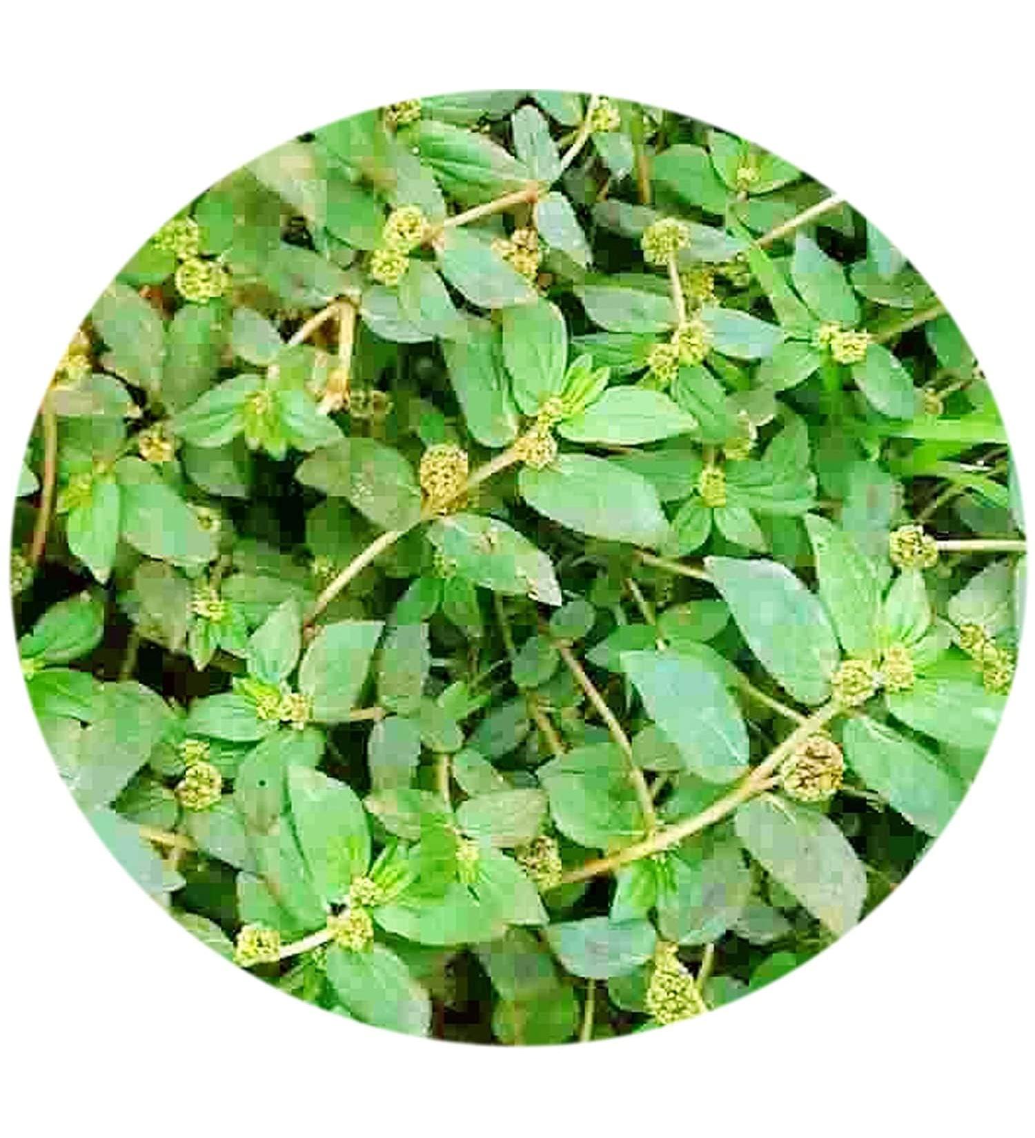 READ QURA Amman Pacharisi Powder 100gm