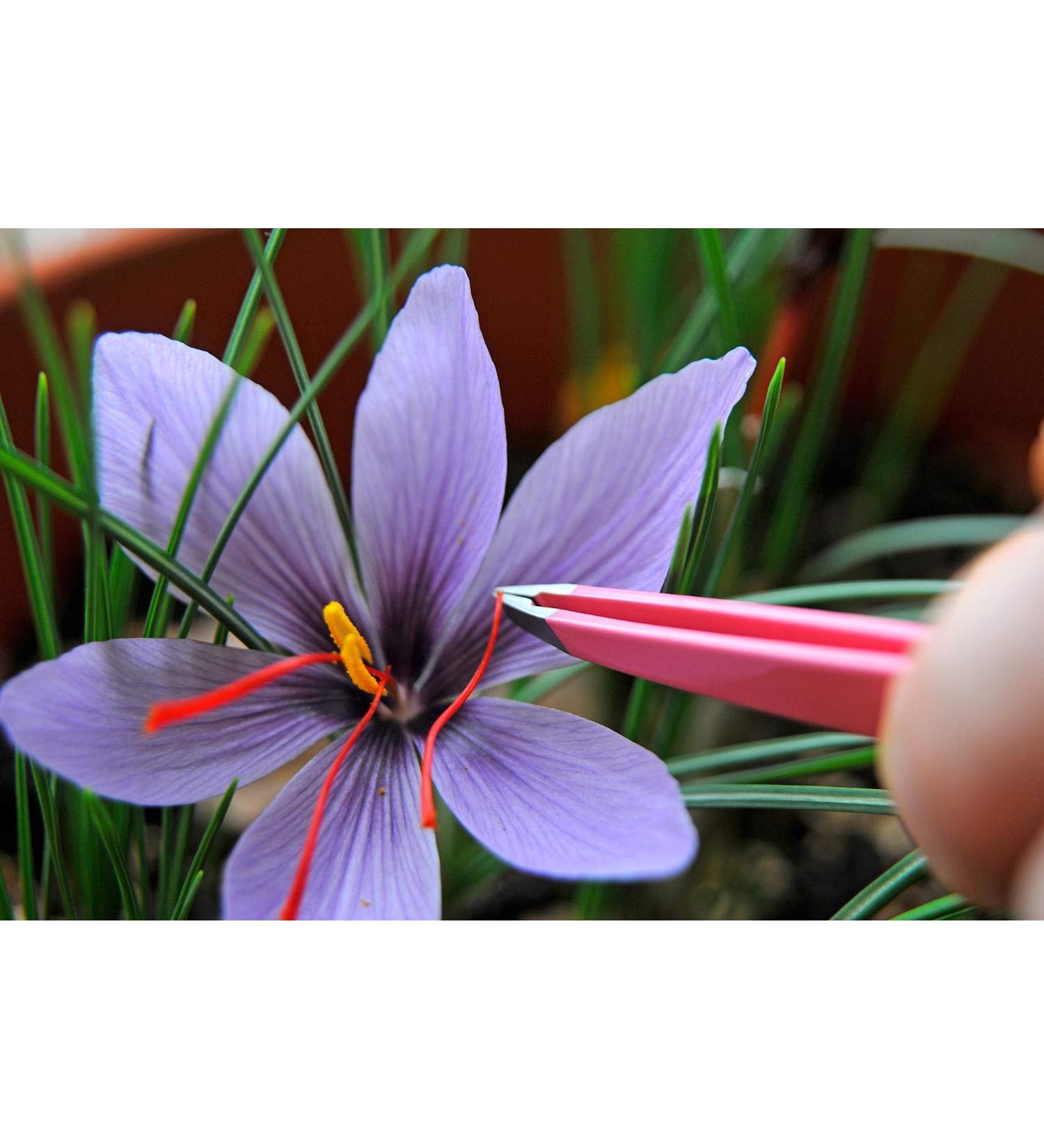 Saffron Crocus 25 Bulbs + Saffron Bulb Food | Crocus Sativus | Fast Shipping - Buy Online on GoSupps.com