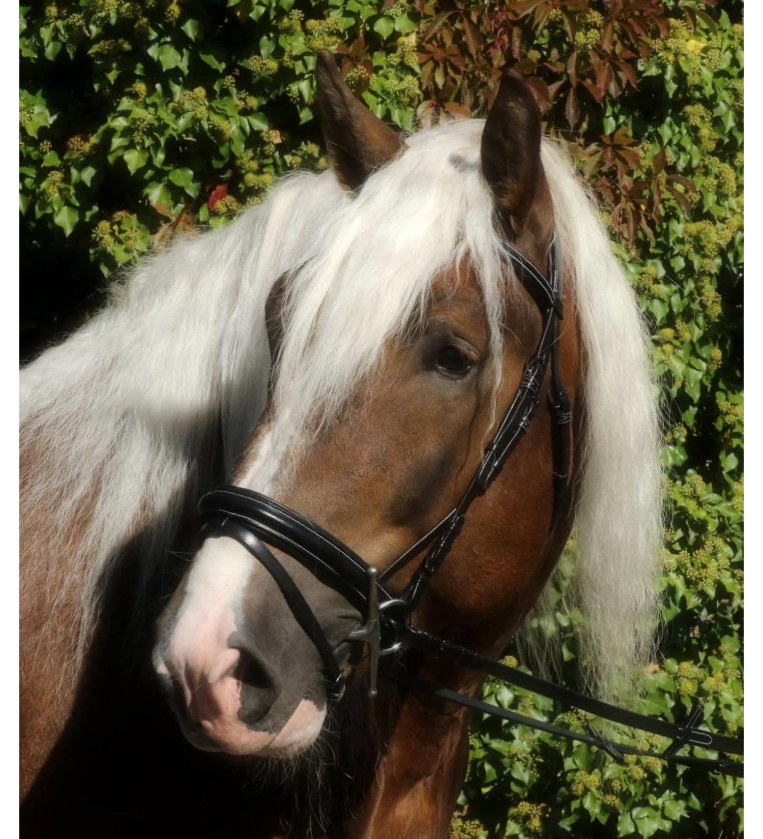 Shop Bridle Brilon X Noseband - Full Coldblood Extra Large Black Soft Leather | Tysons XX Full - International Shipping Available - Buy Online on GoSupps.com