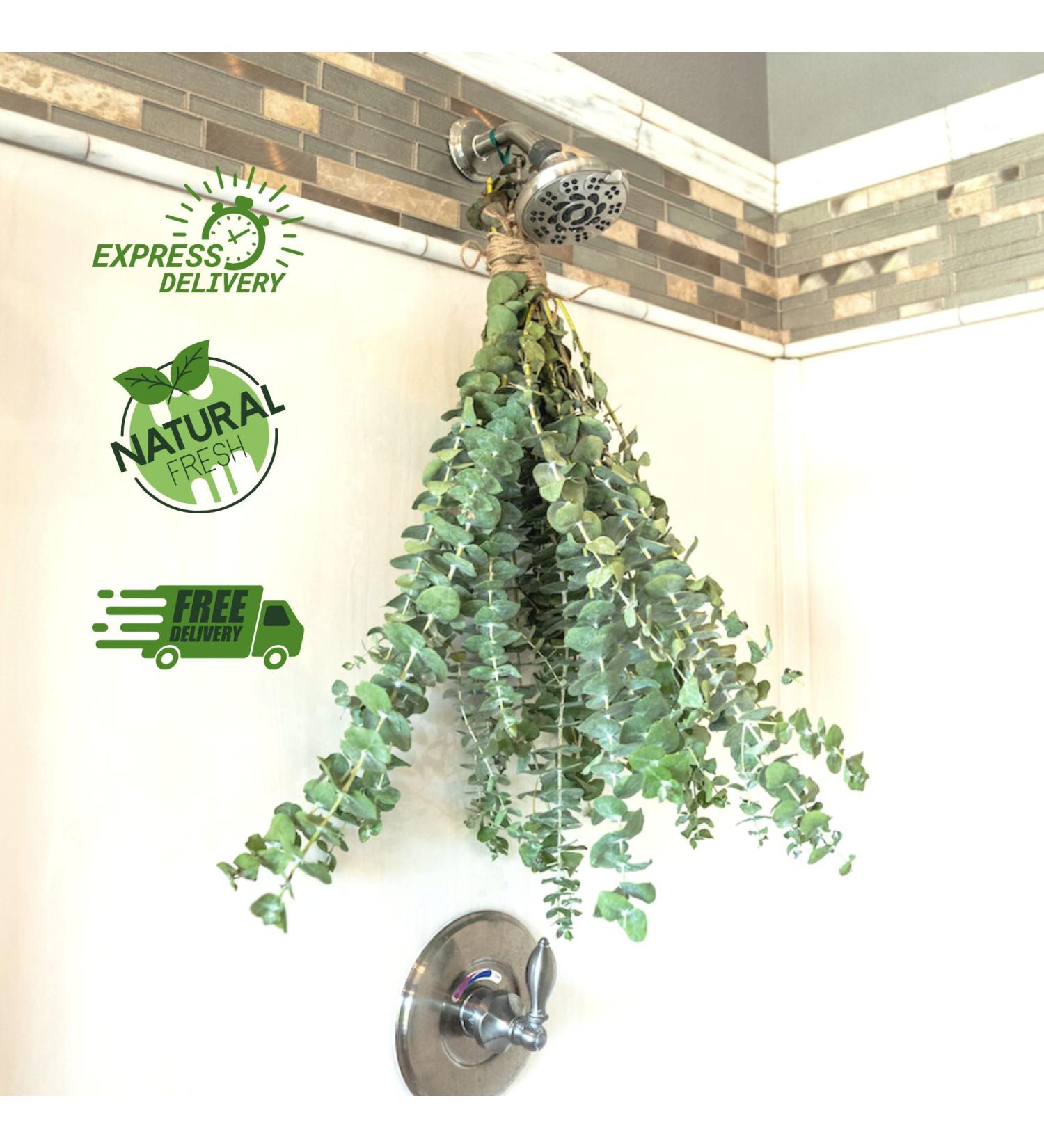 Real Fresh Eucalyptus Large Shower Bundle - 100% Natural Handpicked Leaves for Aromatherapy | Stress-Relieving Indoor Plant Decor - Buy Online on GoSupps.com