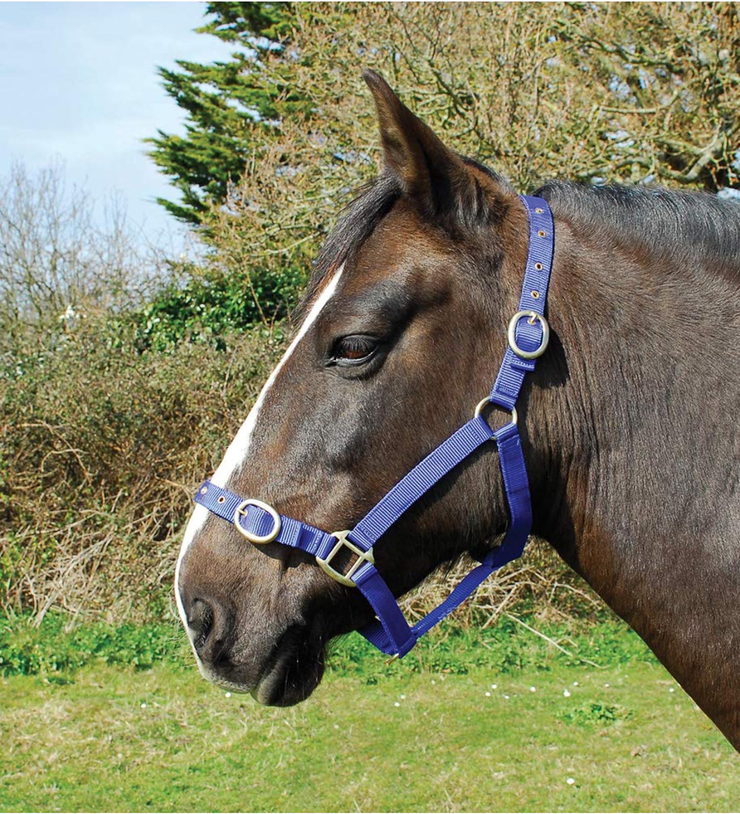 Rhinegold Nylon Halter Shetland royal blue