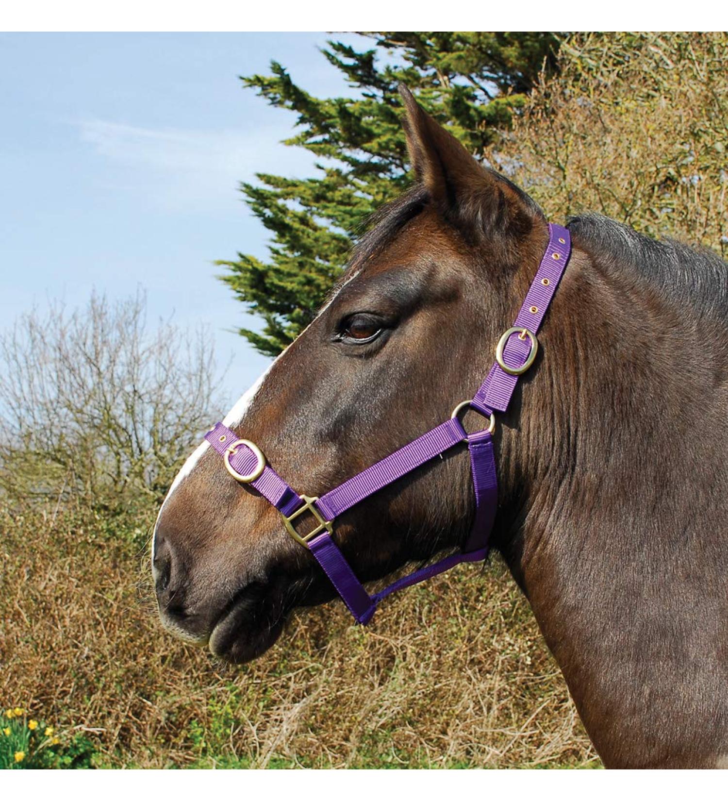 Rhinegold Nylon Halter Full Size Purple