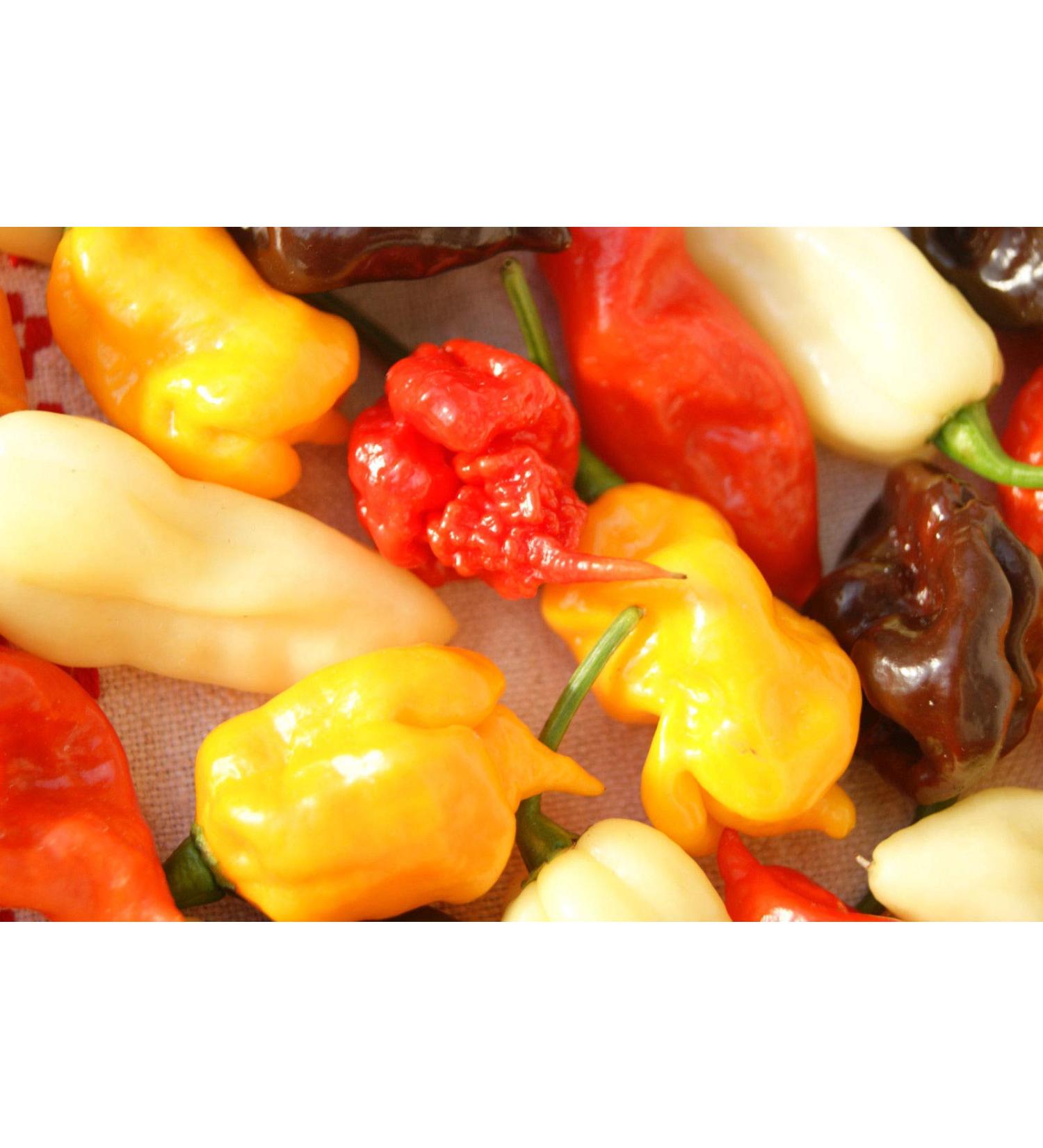 Portal Cool Nero Mustard: C. chinense Peperoncino Reaper Nero fantasma Pepper Ecc Chili Semi 20+ Pz - Buy Online on GoSupps.com