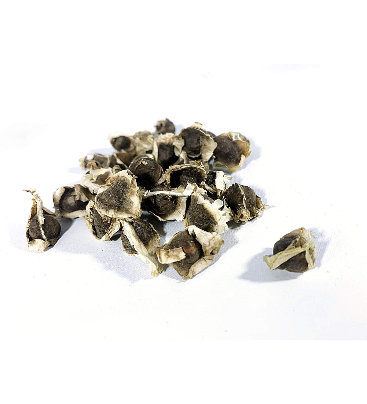 Organic Moringa Oleifera Seeds (Semillas de Moringa) / WT: 57 GR 170 GR 340 GR 510 GR 822 GR (510 GR) - Buy Online on GoSupps.com