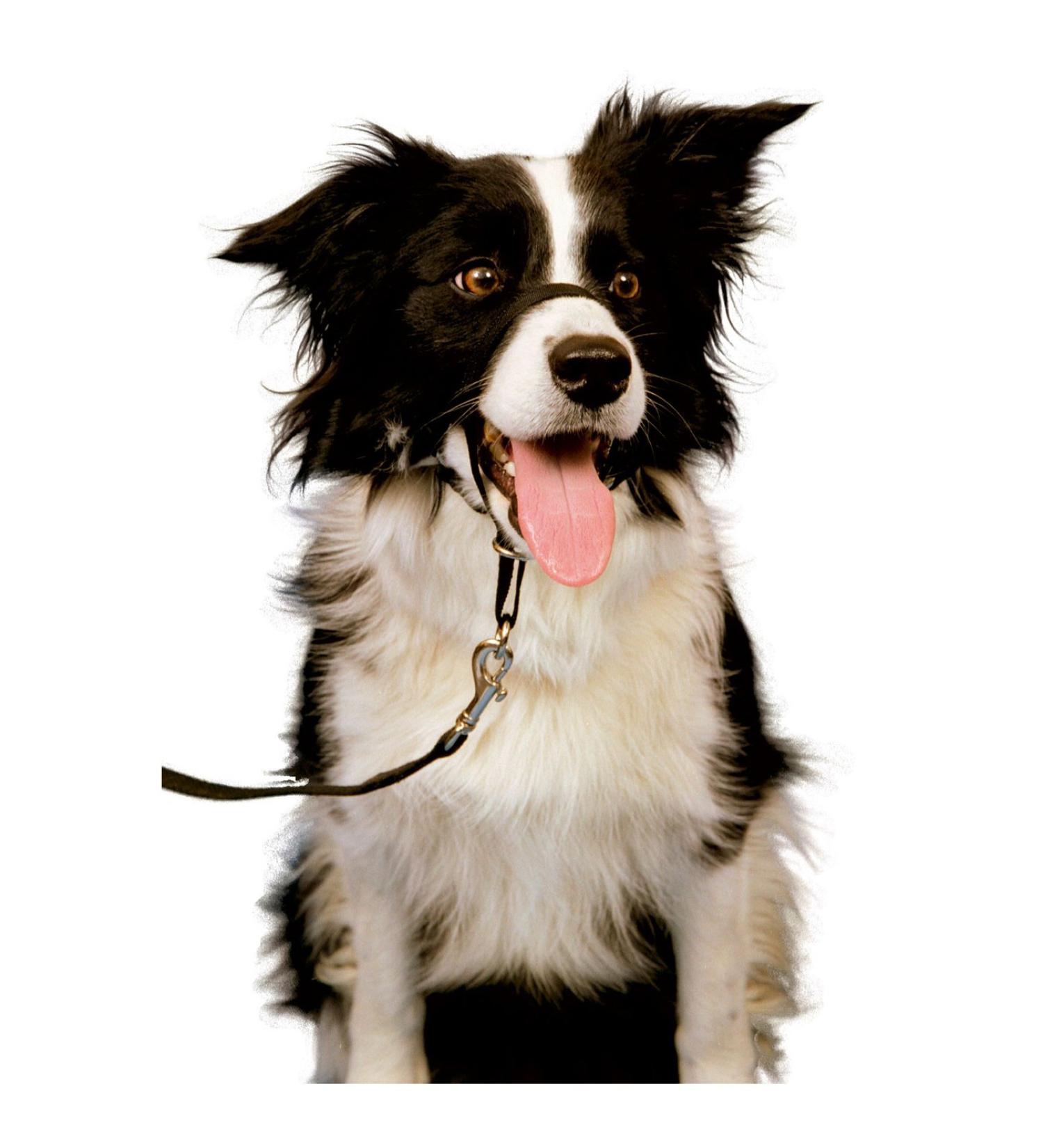 Record HALTI halter muzzle stop pull dog training XXL format