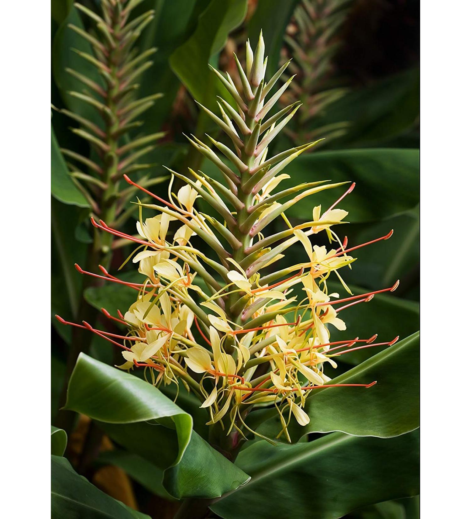 Ginger Hedychium gardnerianum perenni 10 Semi !!