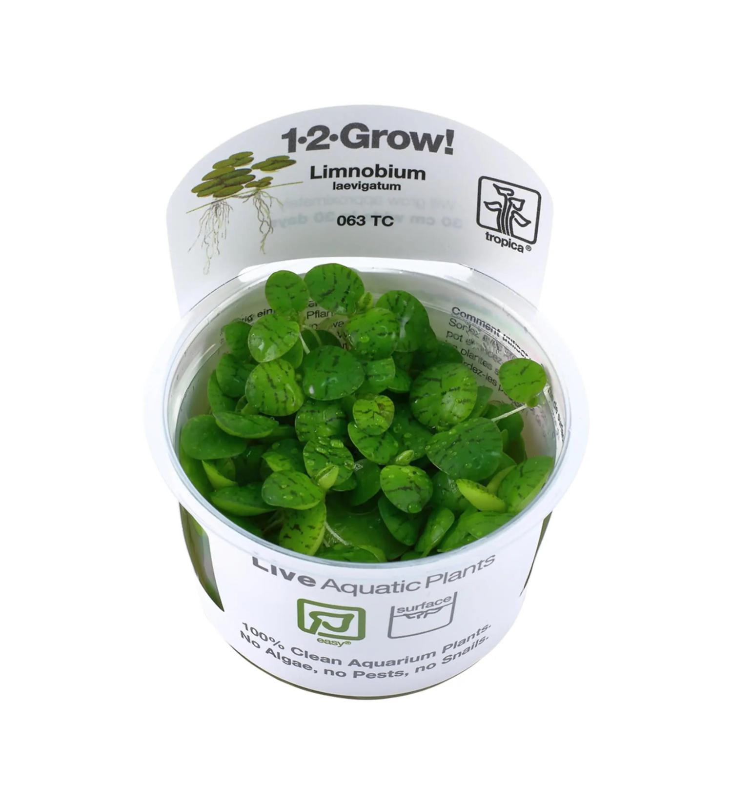 Tropica Limnobium laevigatum 1-2-GROW! (Amazon Frogbit) Reduces Algae Growth in Aquariums - Buy Online on GoSupps.com