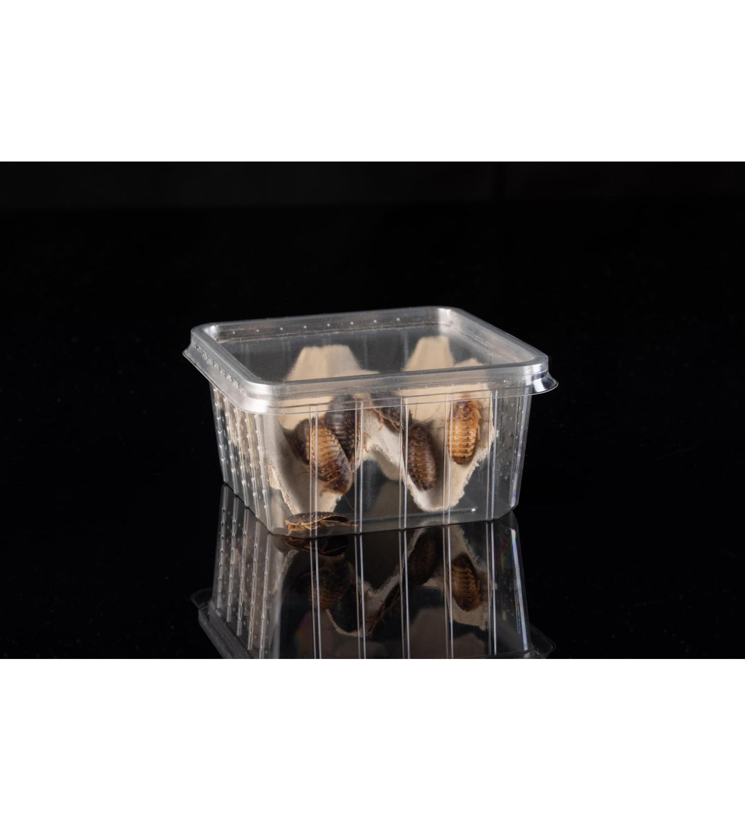 10 middle Argentine forest cockroaches