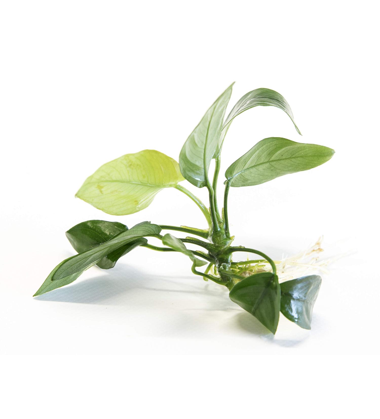 Lincolnshire Pond Plants Ltd Anubias barteri VAR. barteri - Tropical Aquarium Plants - Oxygenating Plant
