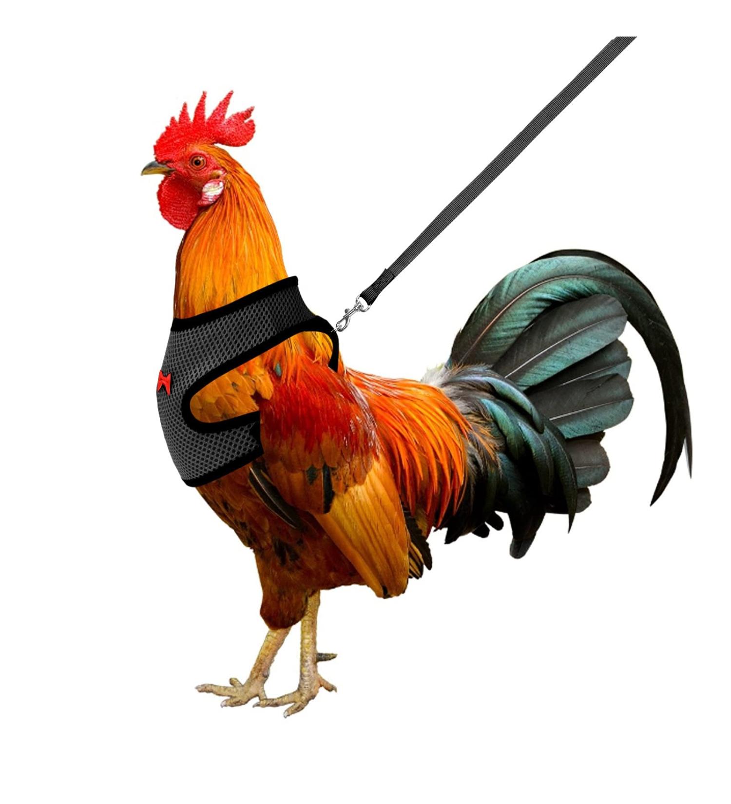 Molain Adjustable Chicken Harness with Leash | Breathable Chicken Vest for Ducks & Hens (2-11 lb) - Comfortable Training Mesh Dish - Buy Online on GoSupps.com