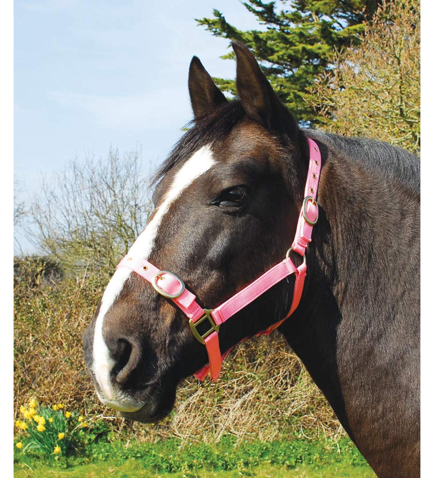 Rhinegold nylon halter coldblood / warmblood extra large rose
