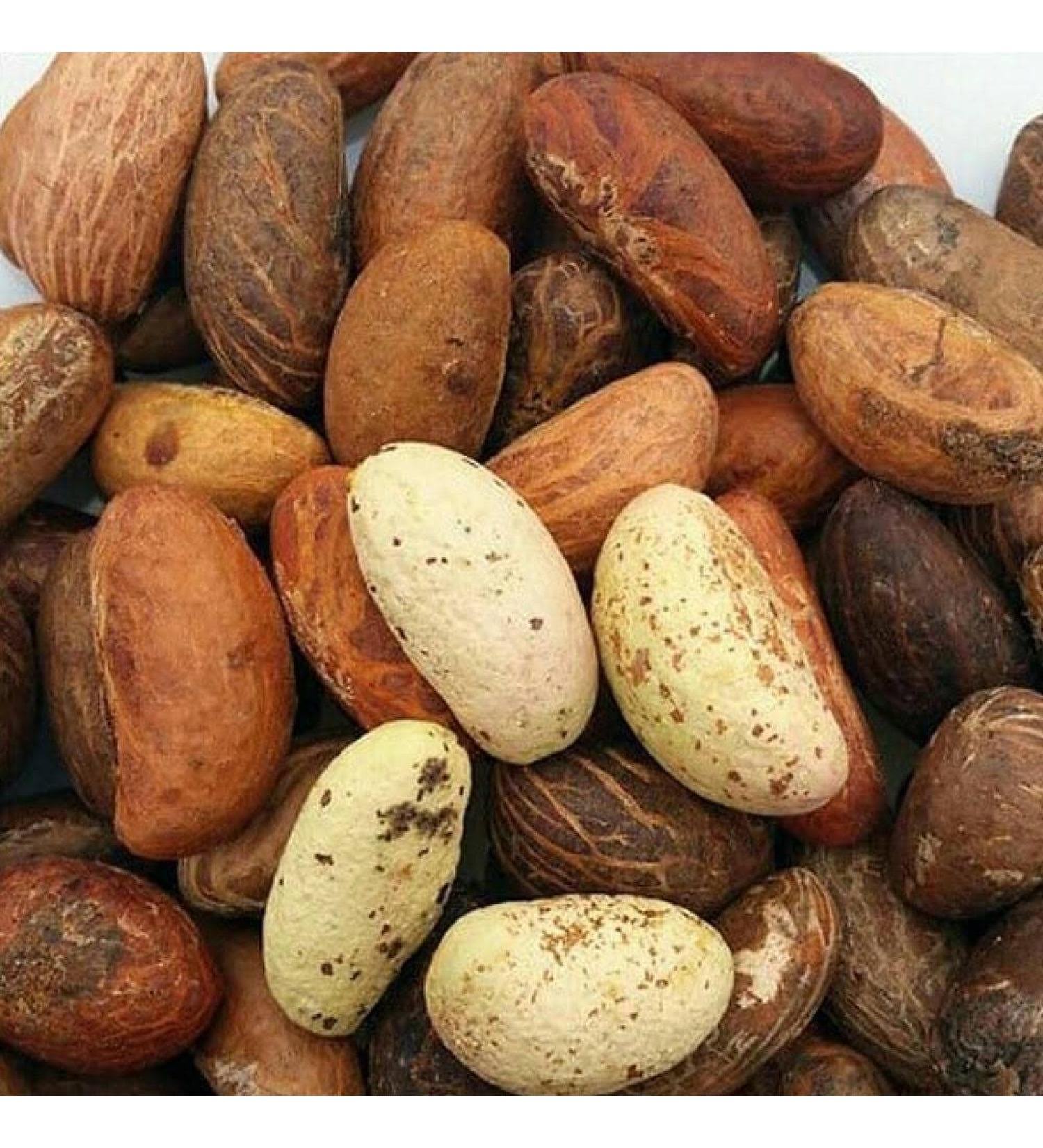 Purelyagro Bitter Kola Nut (Cola Nuts) Fresh Garcinia Kola Approx 500g