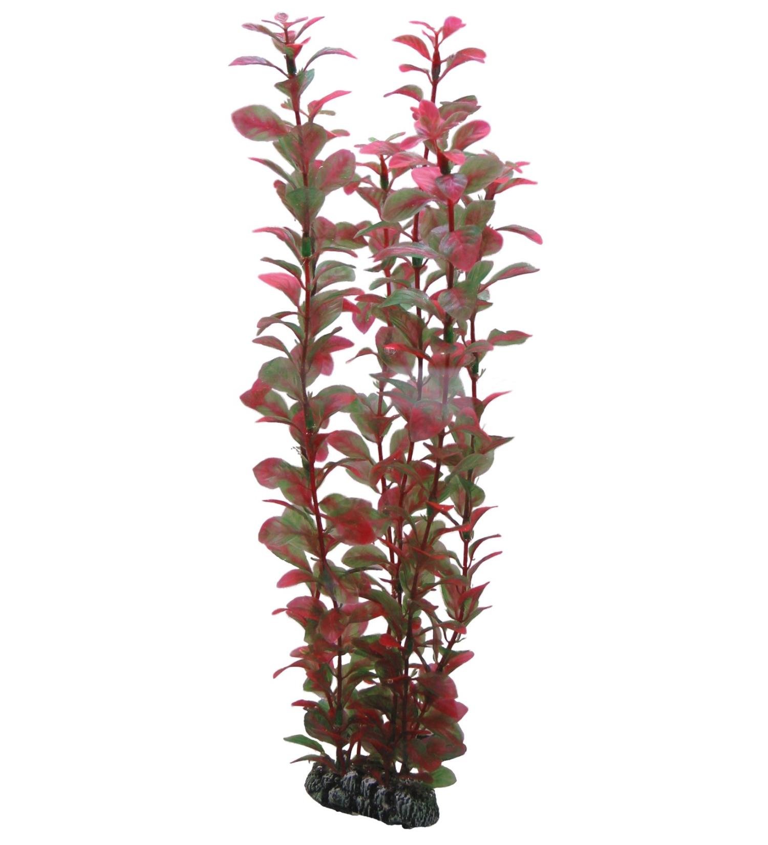 Hobby Ludwigia 34 cm - Vibrant Aquatic Plant for International Shipping | Enhance Your Aquarium - Buy Online on GoSupps.com