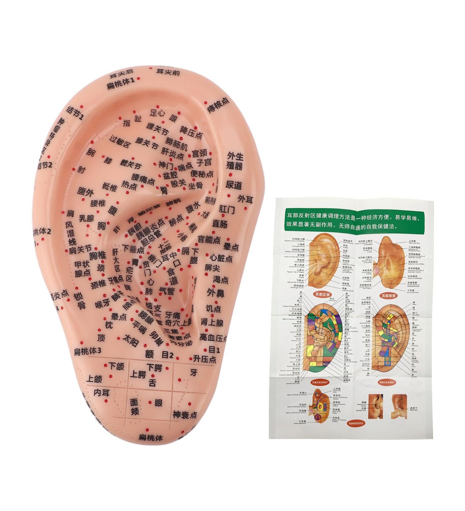 Premium Ear Acupuncture Model - 13 cm PVC Display for Acupuncture Learning & Accessories - Buy Online on GoSupps.com