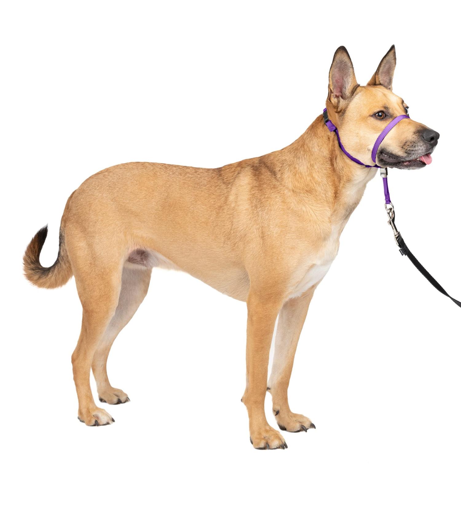PetSafe Gentle Guide Collar | Deep Purple Medium (25-60 Lbs) | Training DVD Included - International Shipping Available - Buy Online on GoSupps.com