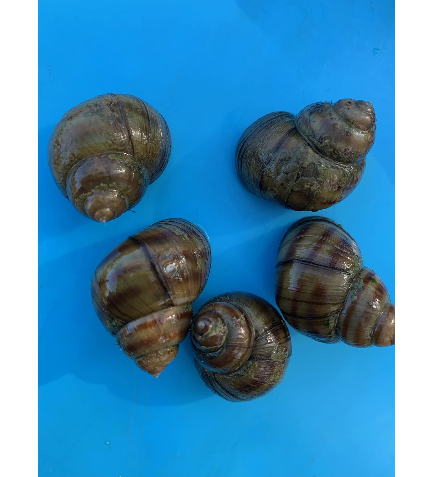 Biotope stock 5 small pond mussels + 5 marsh snails - Against algae in the pond