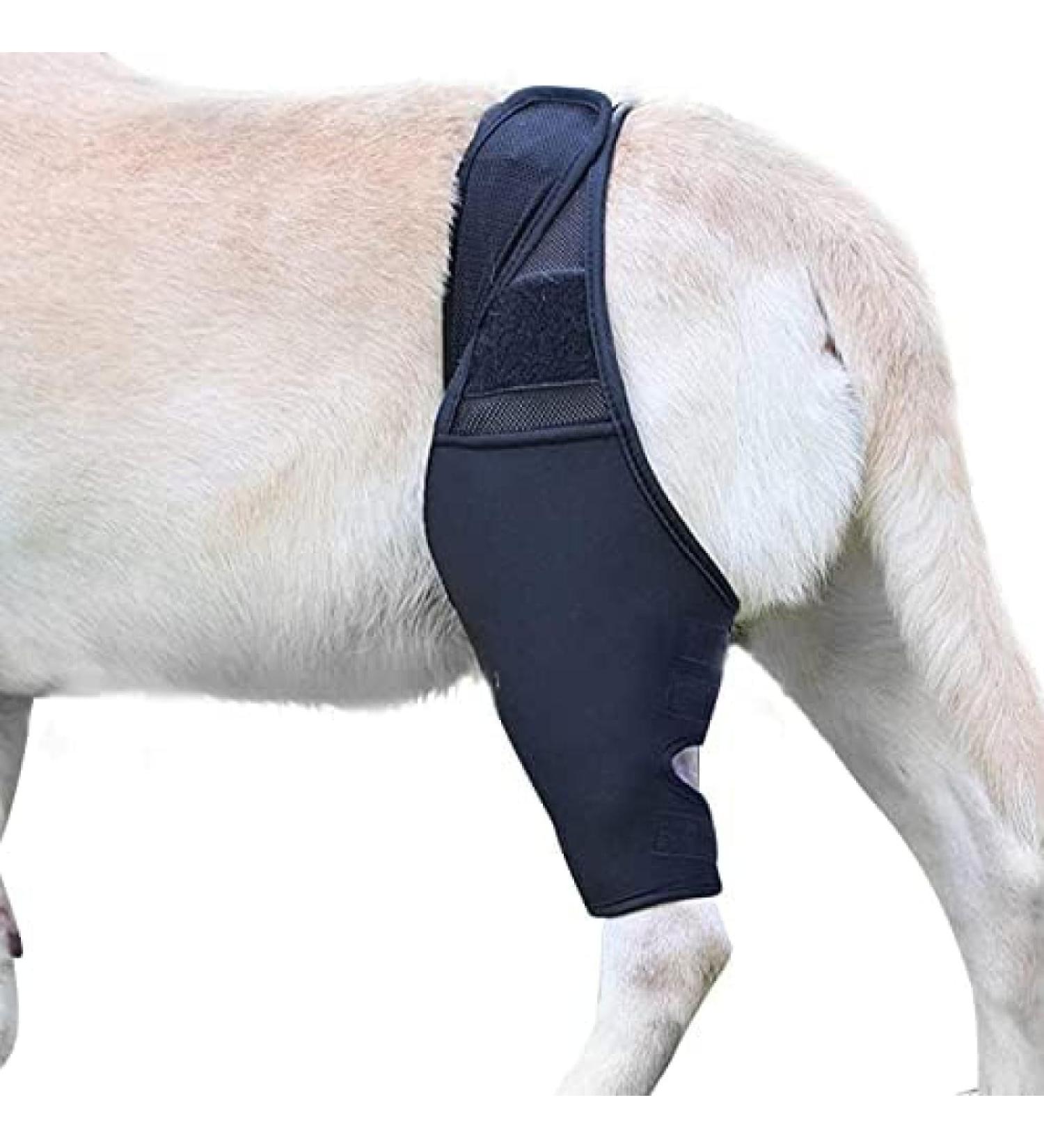 Dog Leg Bracket Pet Dog Leg Support Bracket Dog Hind Leg Protection Device Adjustable Knee Bracket Leg Bracket Dog Arthritis Bracket for Dog Hind Leg Rehabilitation XL - Buy Online on GoSupps.com