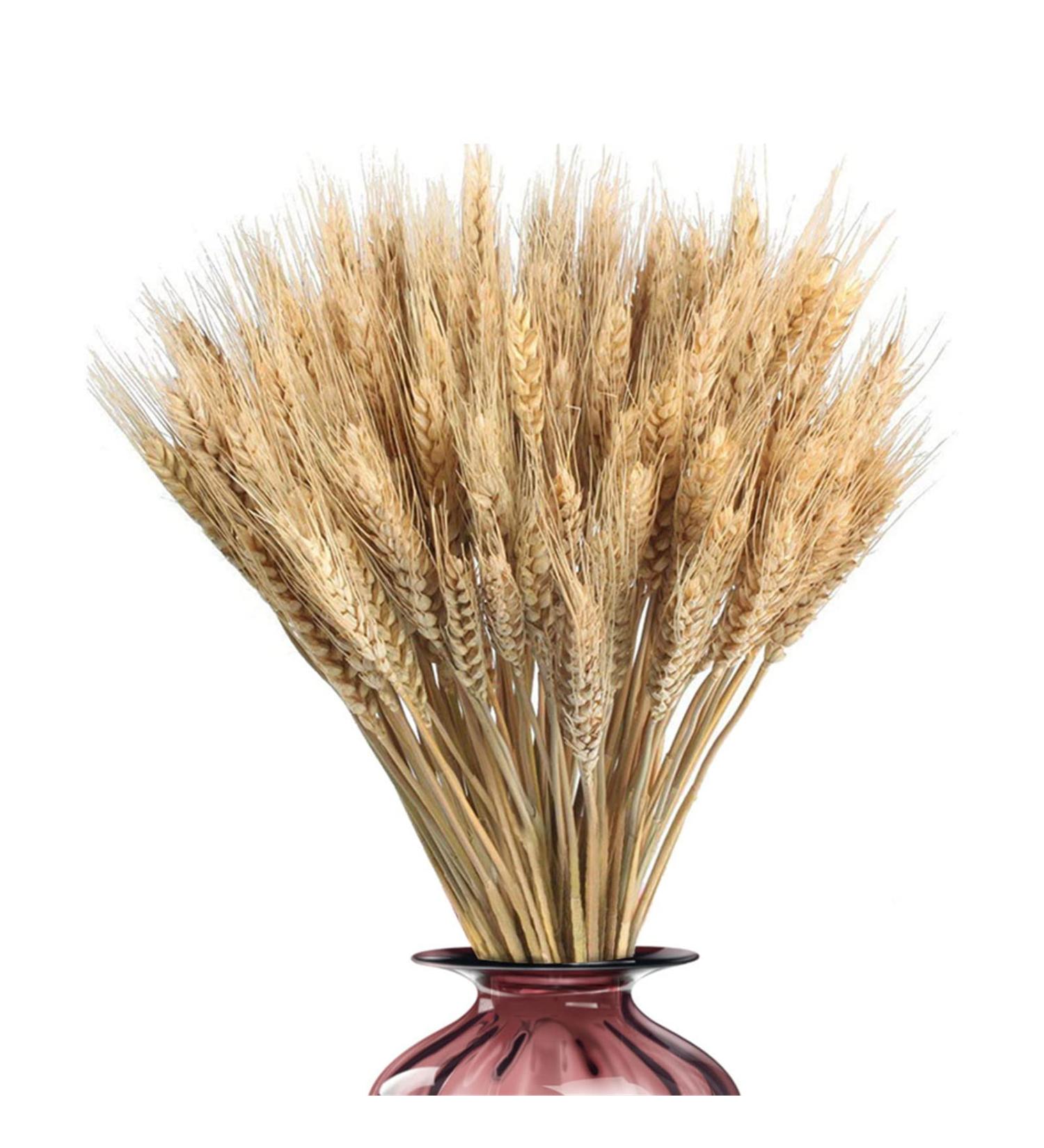 Wheat Bouquet Wheat Dried Flowers Dried Wheat Stalks Natural Dried Wheat Sheaves Fall Harvest Wheat Bouque Dried Wheat Sheaves Bundle 100Pcs Dried Grasses For Vases Dried Wheat Stalks Fall Decor - Buy Online on GoSupps.com