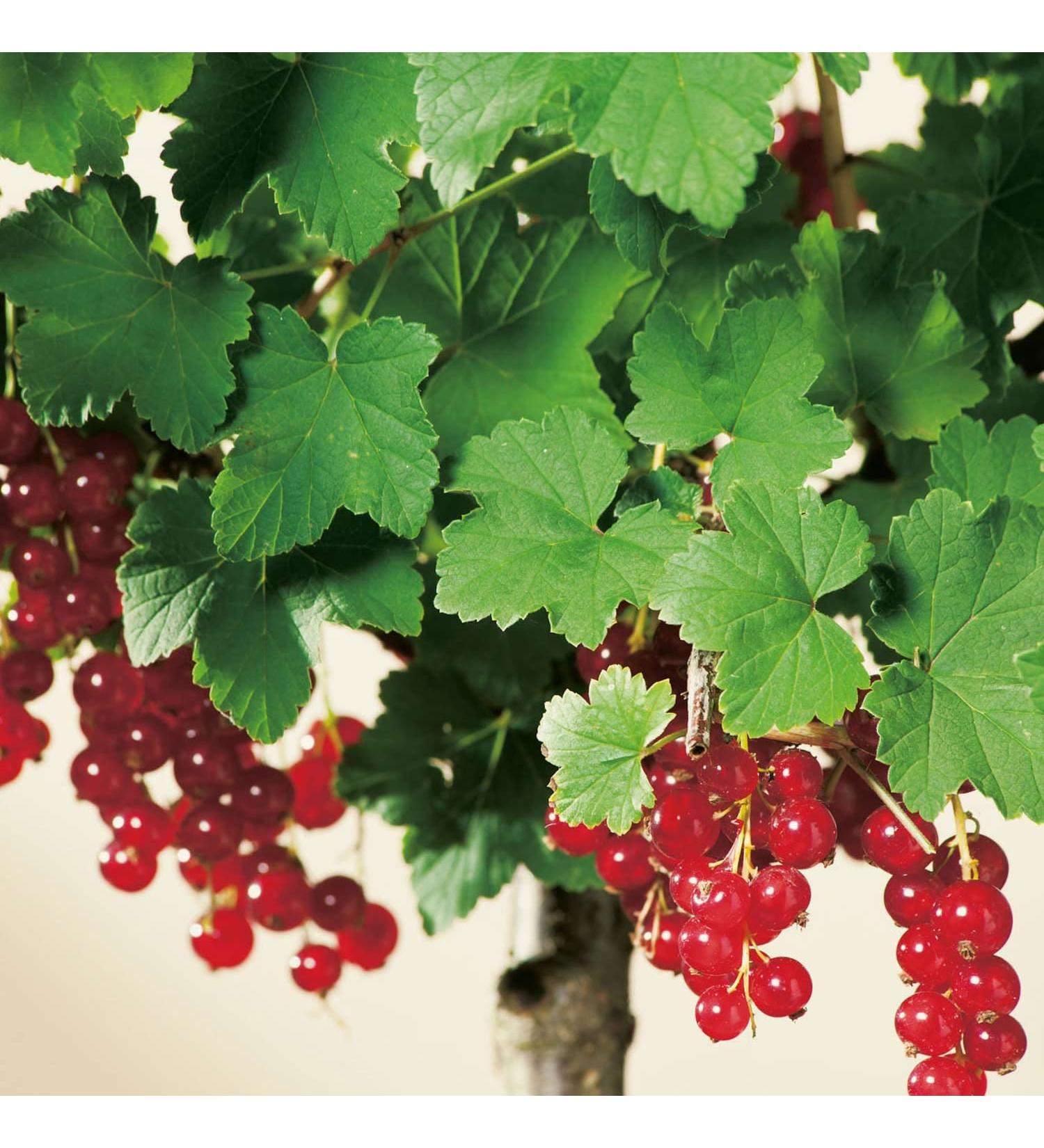 Buy Red Currant 'Jonkeer van Tets ' Standard Tree in Container - International Shipping Available - Buy Online on GoSupps.com