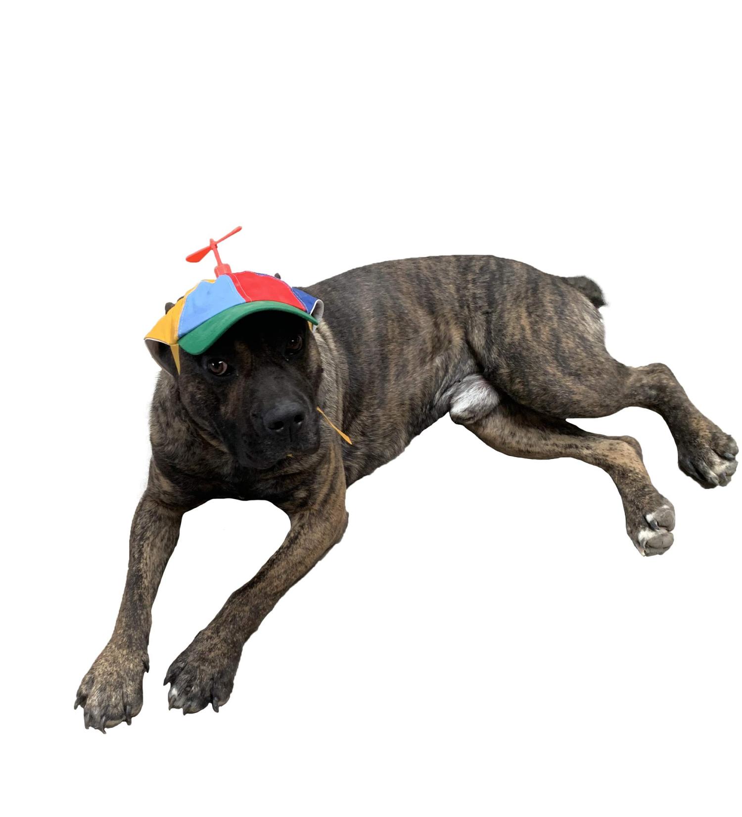 GEANBAYE Funny Propeller Dog Hat with Double Adjustment | Iridescent Pet Hat for Small, Medium, Large Dogs and Cats - Buy Online on GoSupps.com