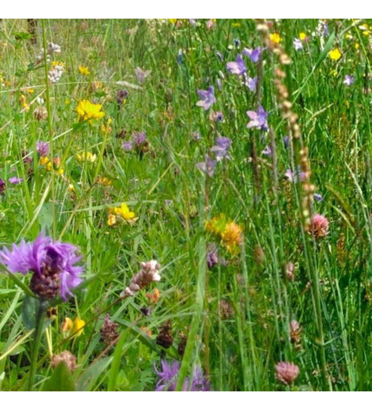 Horse Herb Mix | 250g for 1.400 m | Healthy and Tasty Grazing for Horses | Annual & Perennial Herbs