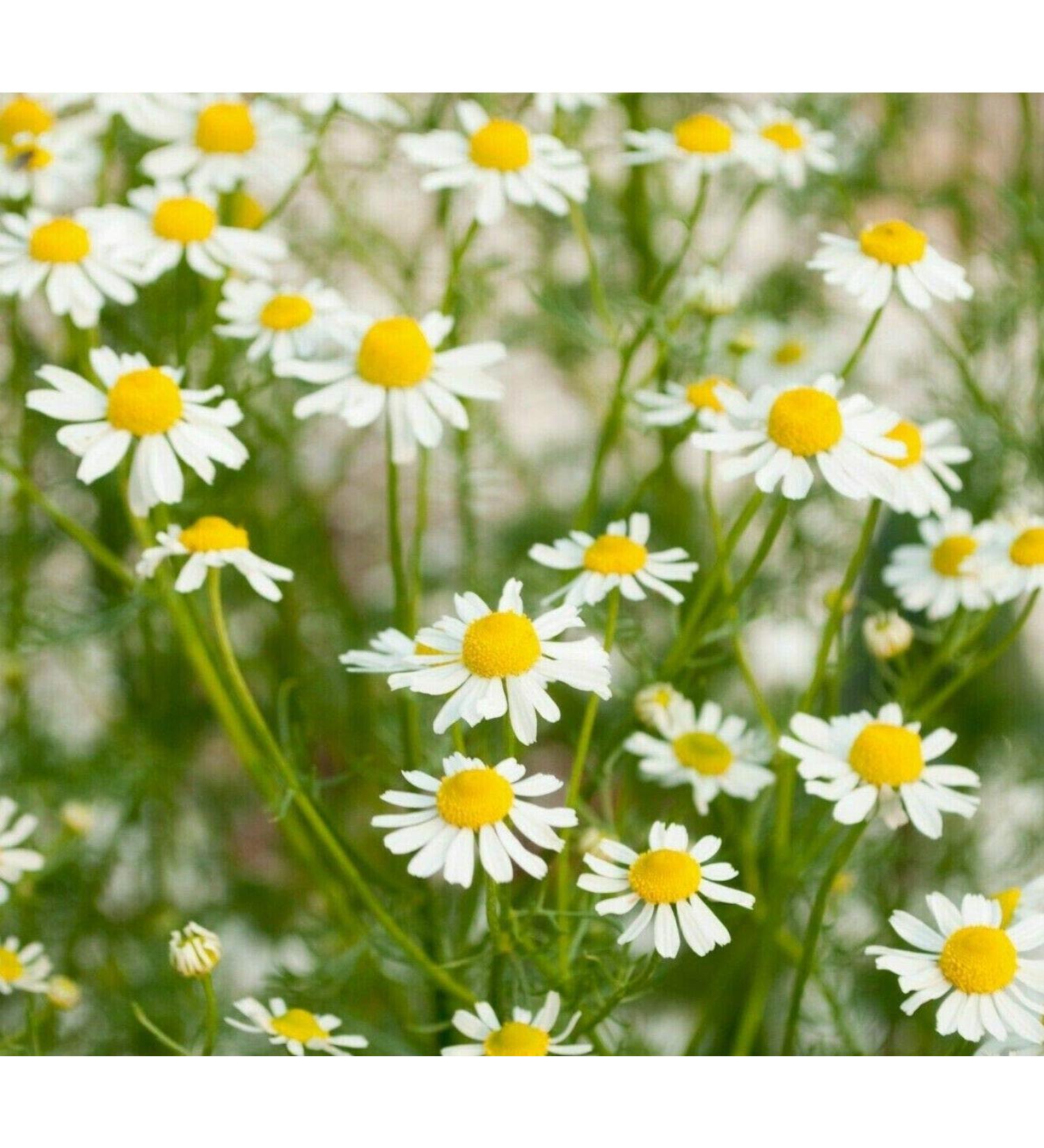 Chamomile Essential Oil and Fragrance Oil Blend (Size: 2 OZ (Plastic Bottle) Lid Type: Euro Dropper) (2 OZ (Plastic Bottle) Euro Dropper)