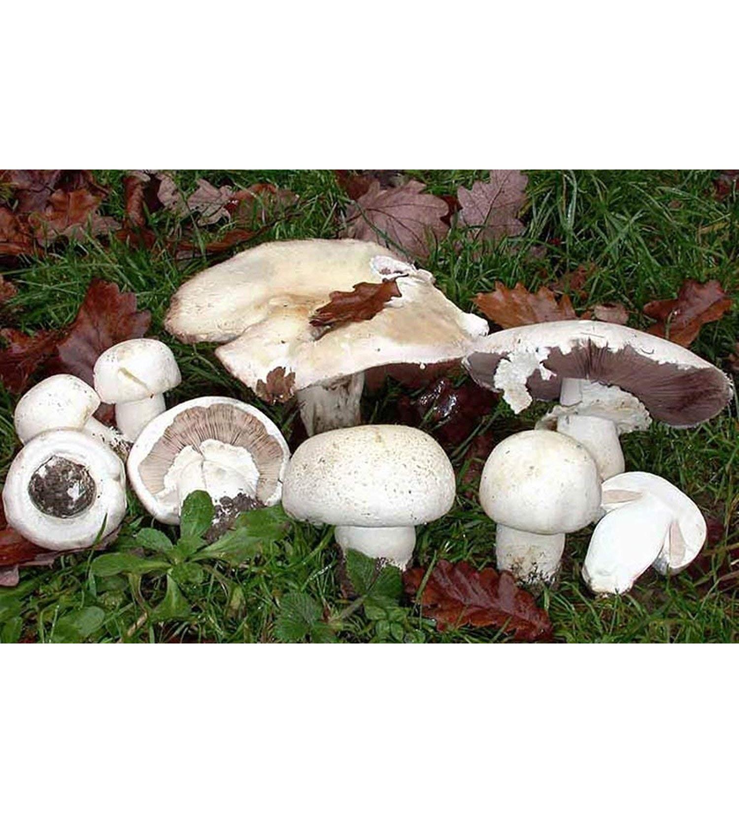 Pulsante Bianco di Funghi (Agaus nivescens) Semi micelio Spawn secchi (10g)