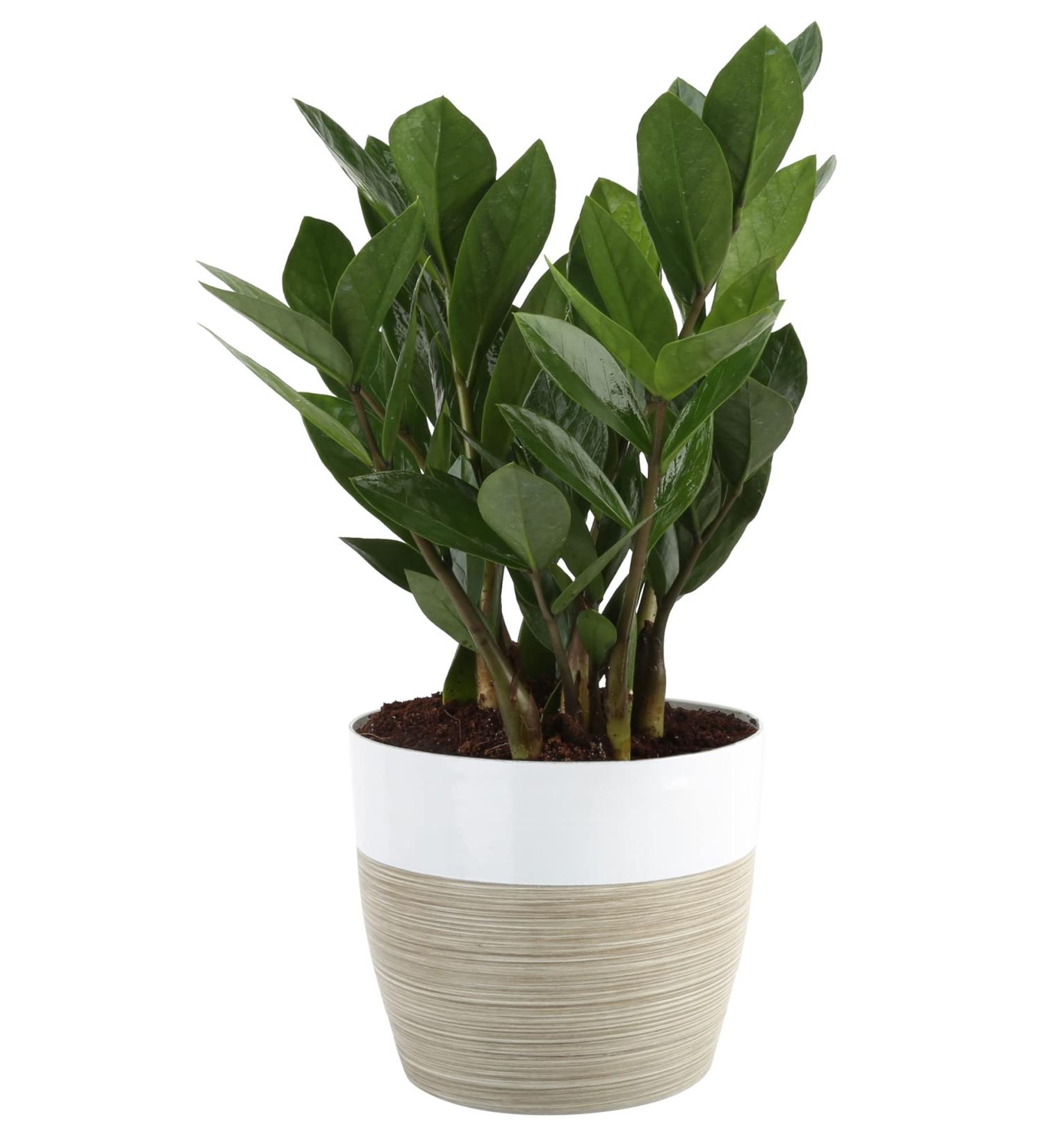 Costa Farms ZZ Plant in 12-Inch White-Natural Dcor Planter for Great Room Decor - Buy Online on GoSupps.com