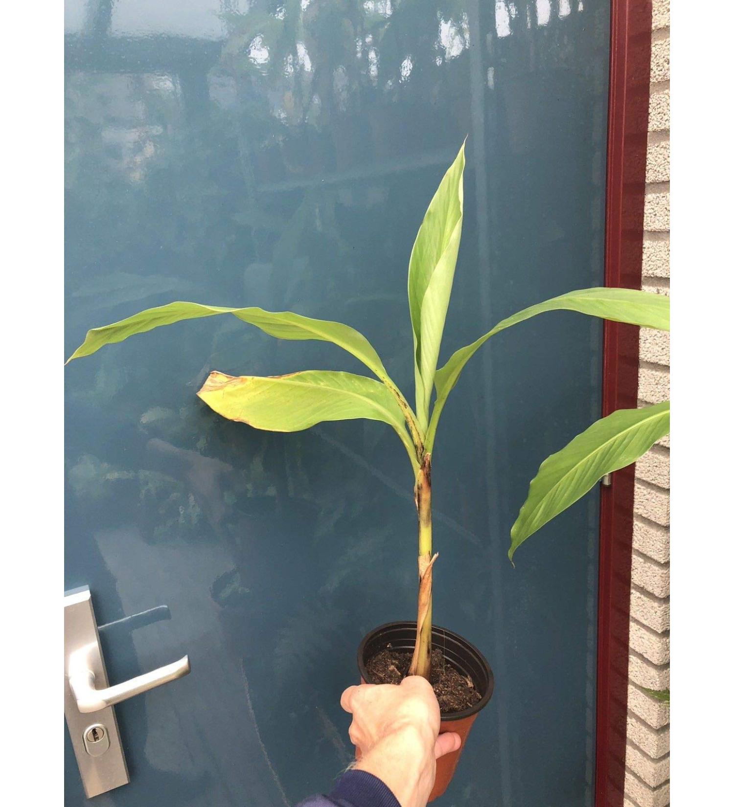 Portal Cool Musa sikkimensis * Impianti * Banana Ensete Offerta !!!! BUON prezzo