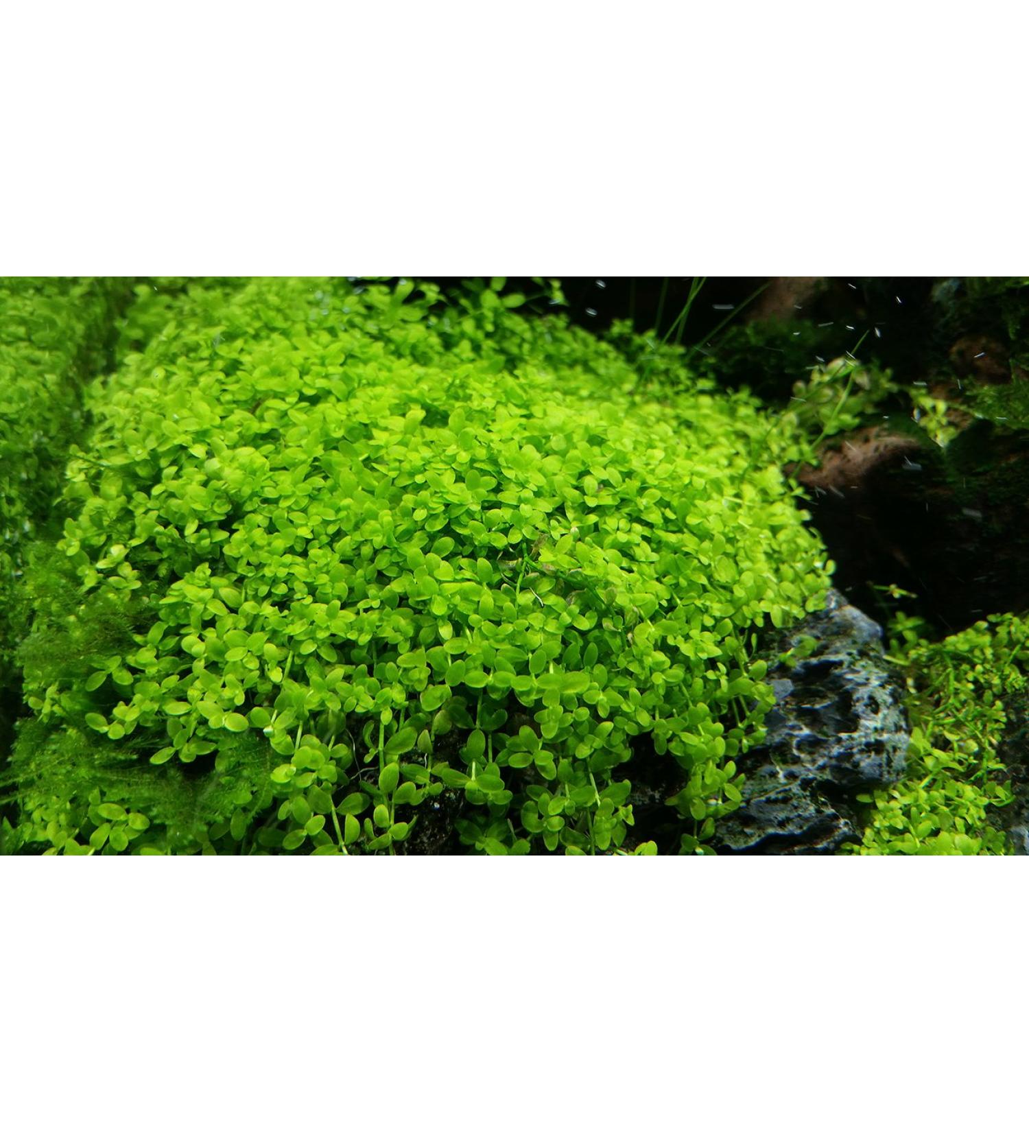Micranthemum"Monte Carlo" - 1 Bunch - Live aquarium plant - Buy Online on GoSupps.com