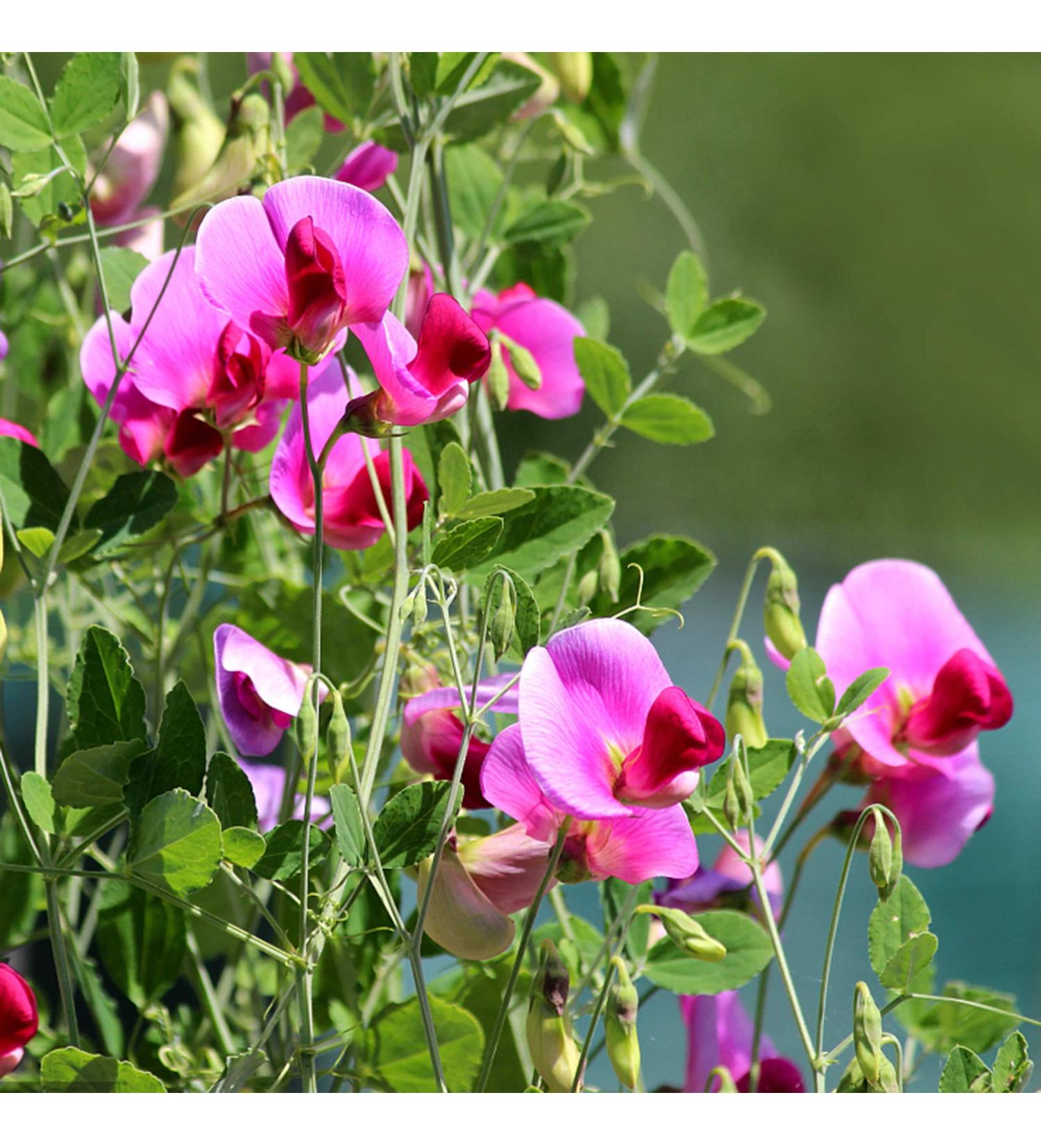 Benoon Sweet Pea Seeds 50pcs/Bag Fast Growing Hardy Plant Seeds Sweet Pea Seeds - Buy Online on GoSupps.com