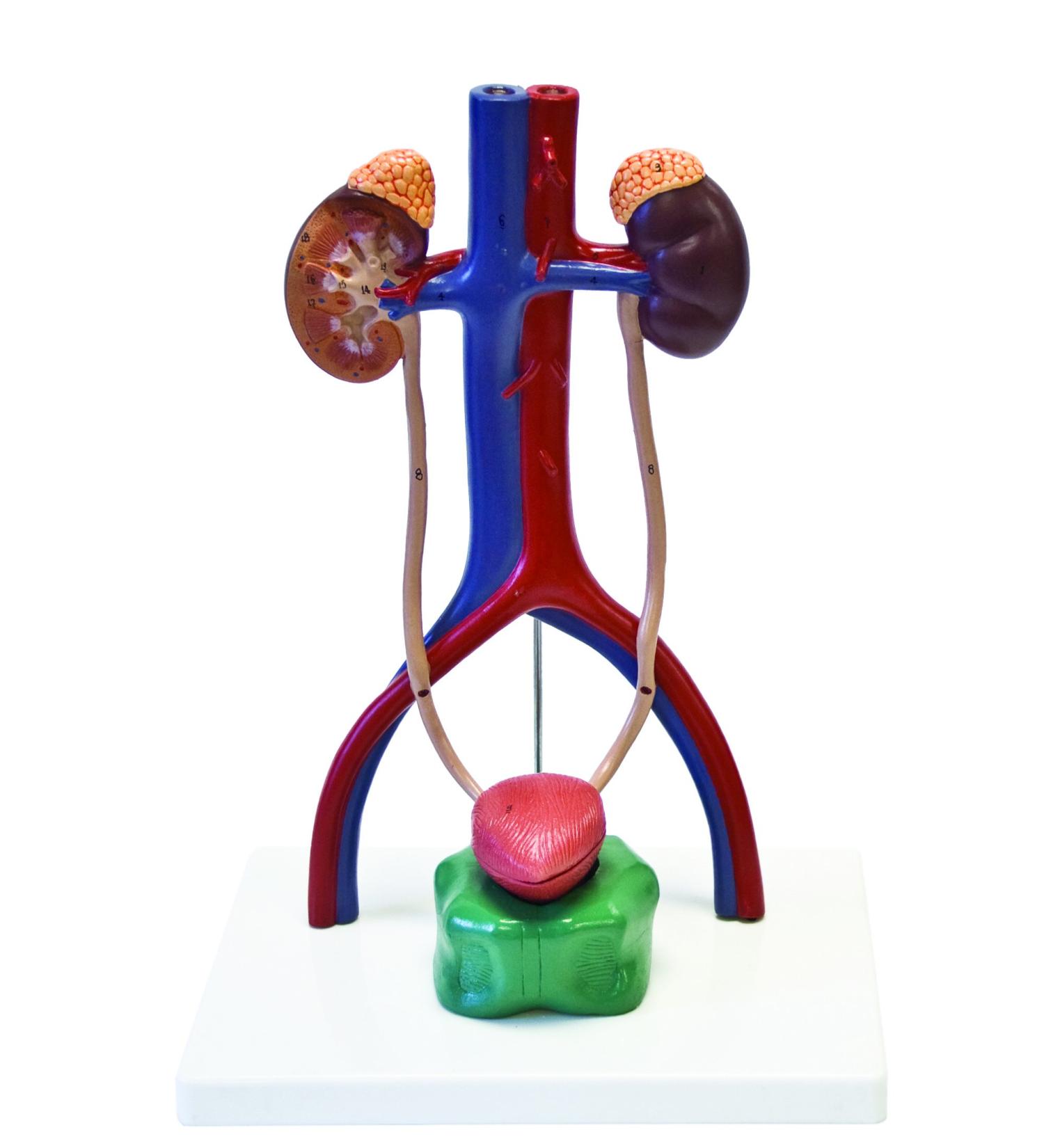 Jackson Global JS00093 Urinary System Model | 4 Parts | Perfect for Medical Students and Practitioners