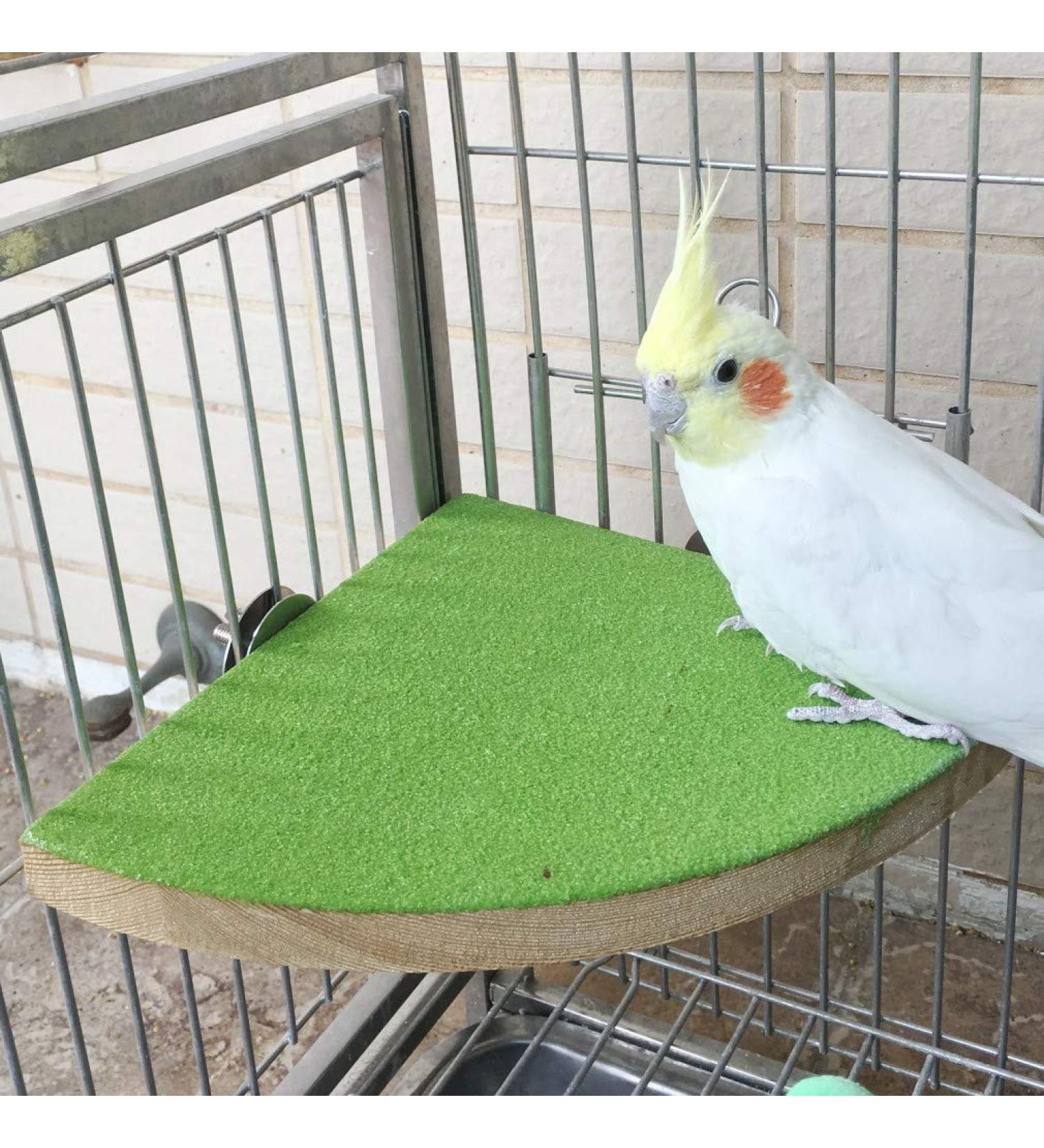 KINTOR 7-inch Green Bird Perch Stand for Small Medium Birds and Small Animals - Buy Online on GoSupps.com